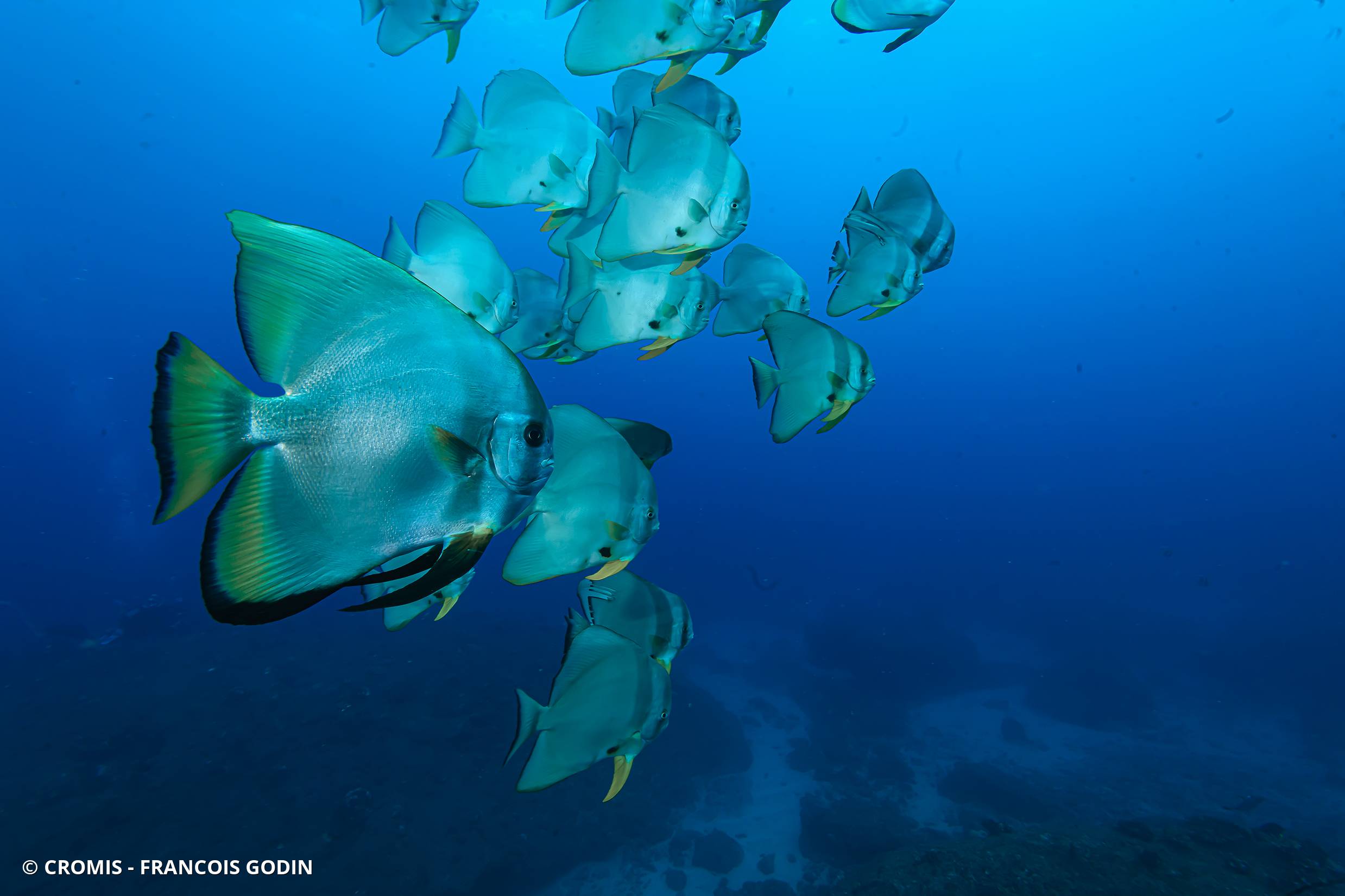 Platax orbiculaire