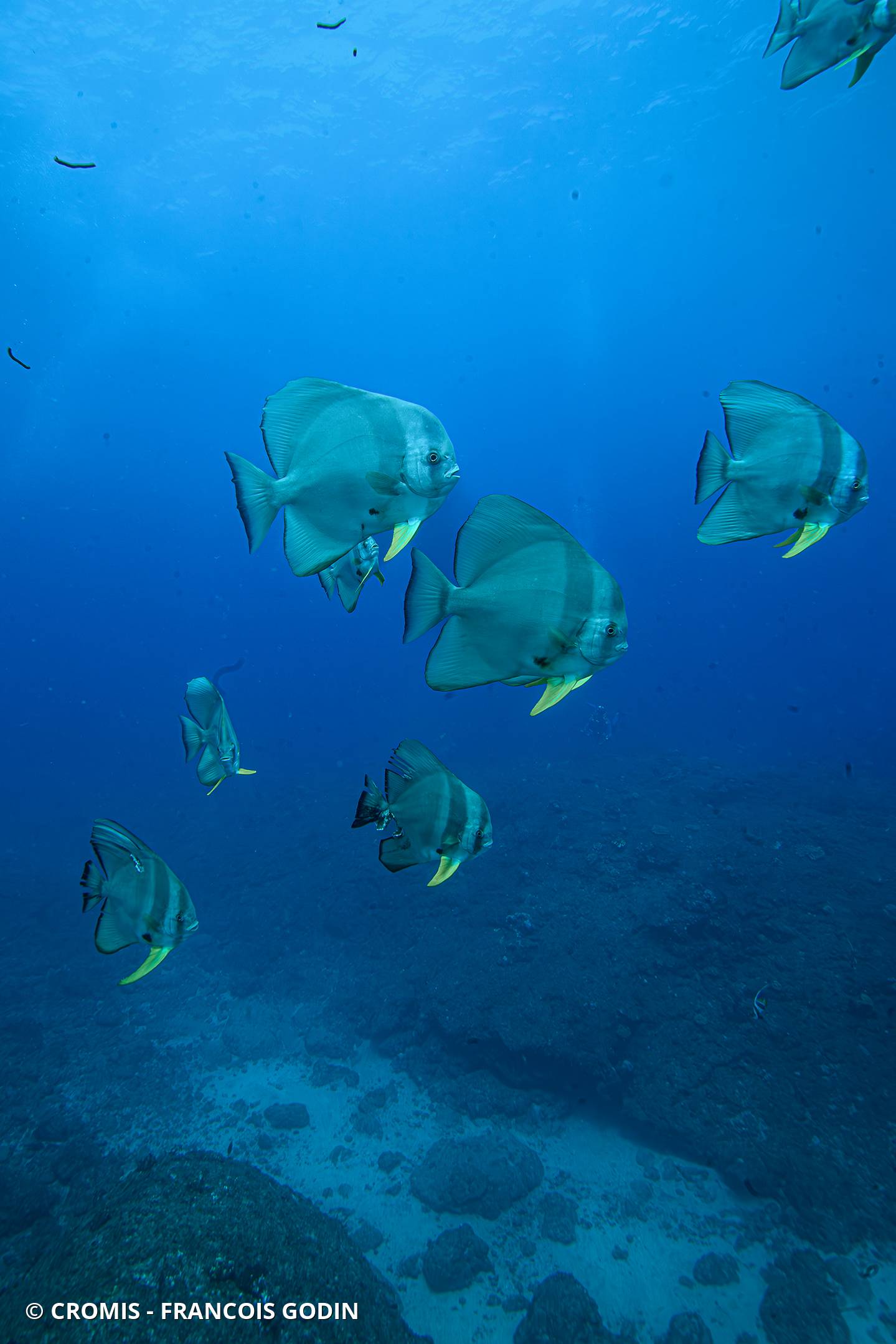 Platax orbiculaire