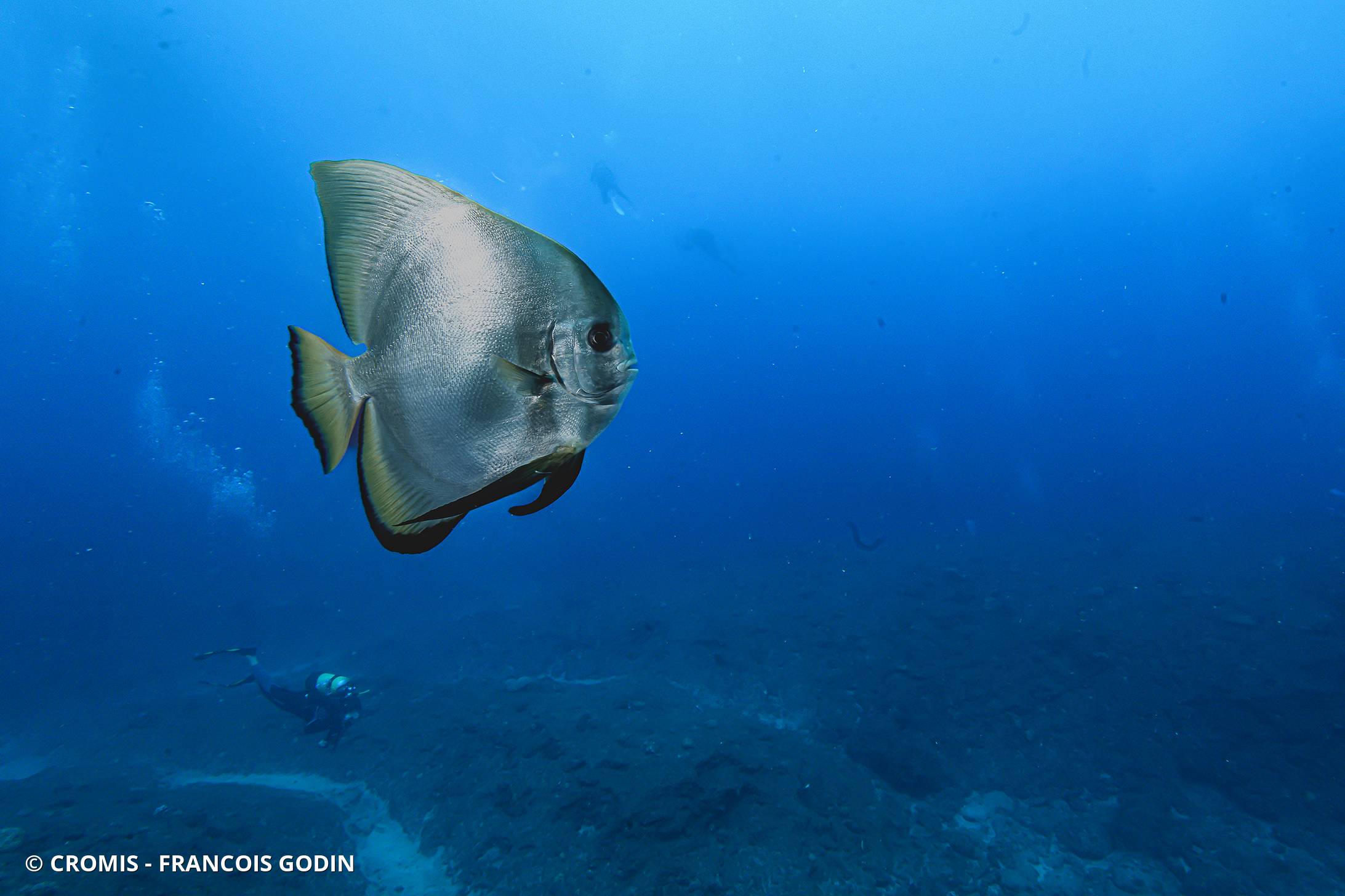 Platax orbiculaire