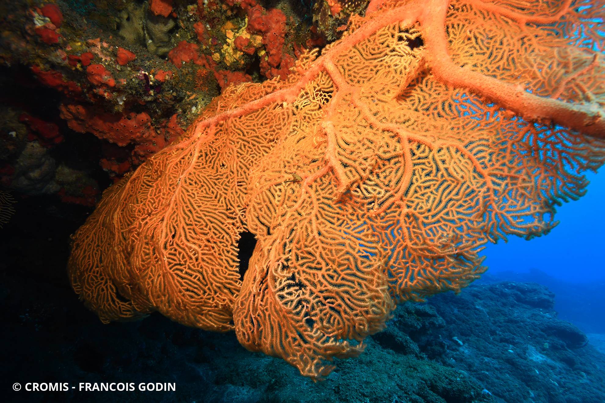 Gorgone reticulée