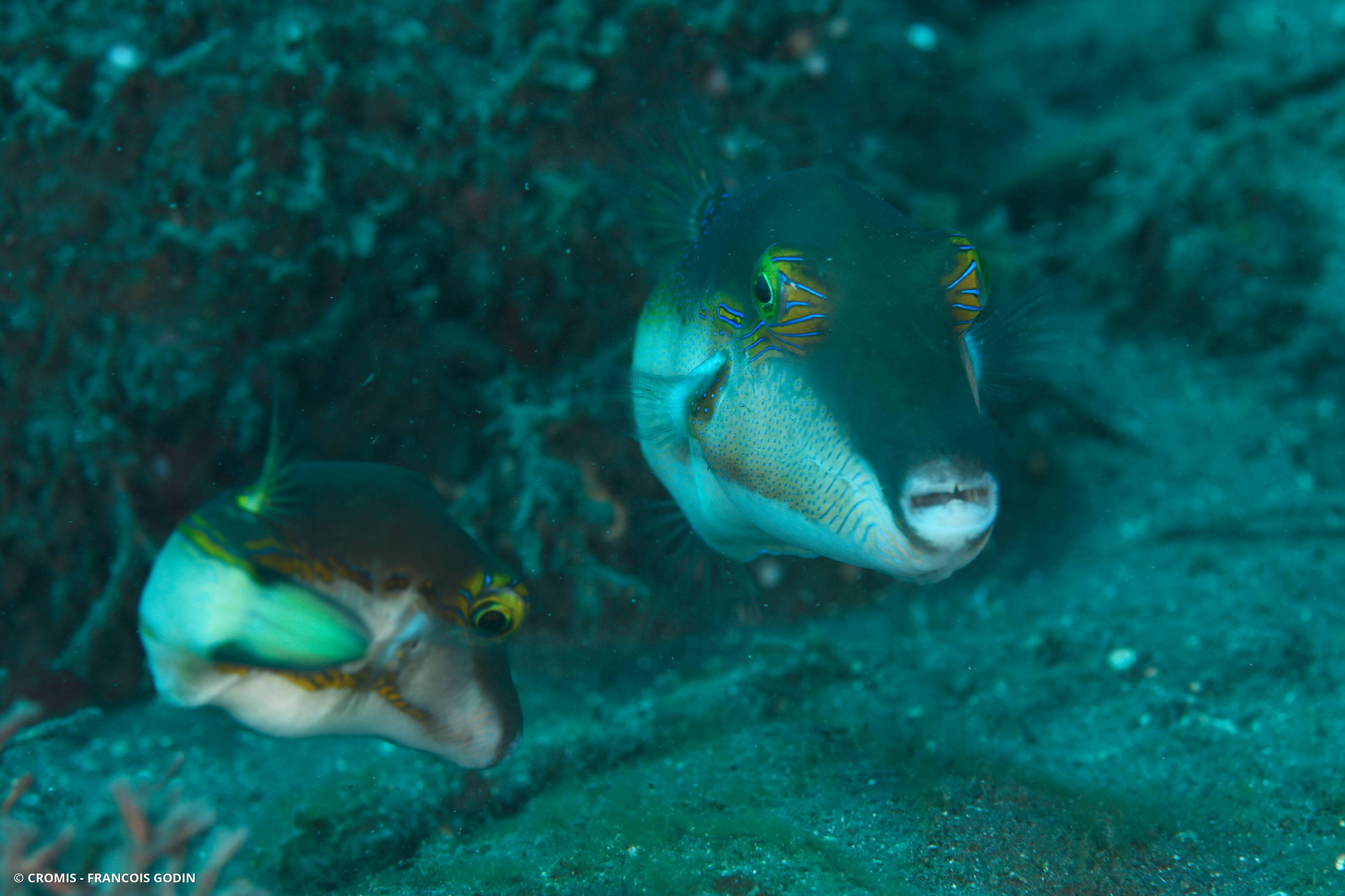 Canthigaster bicolore