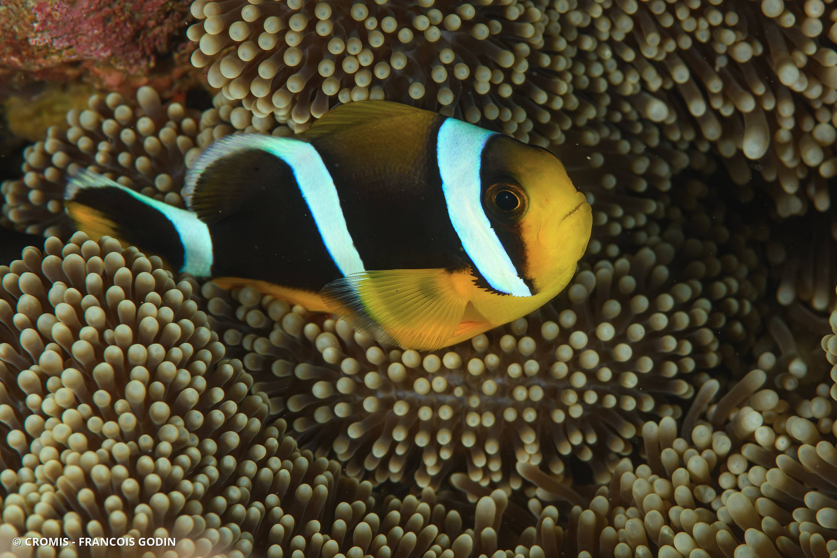 Poisson-clown de Maurice