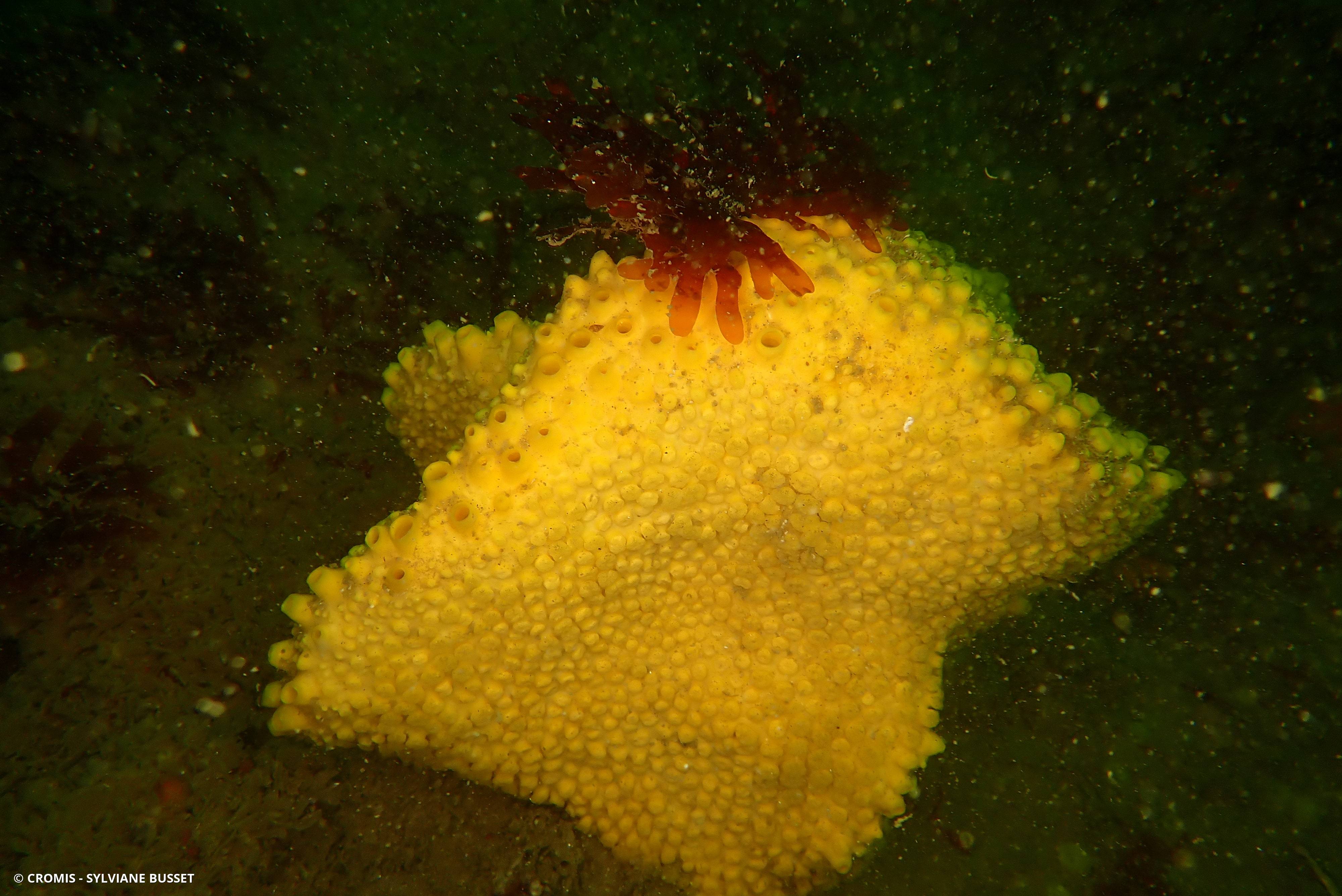 Clione jaune