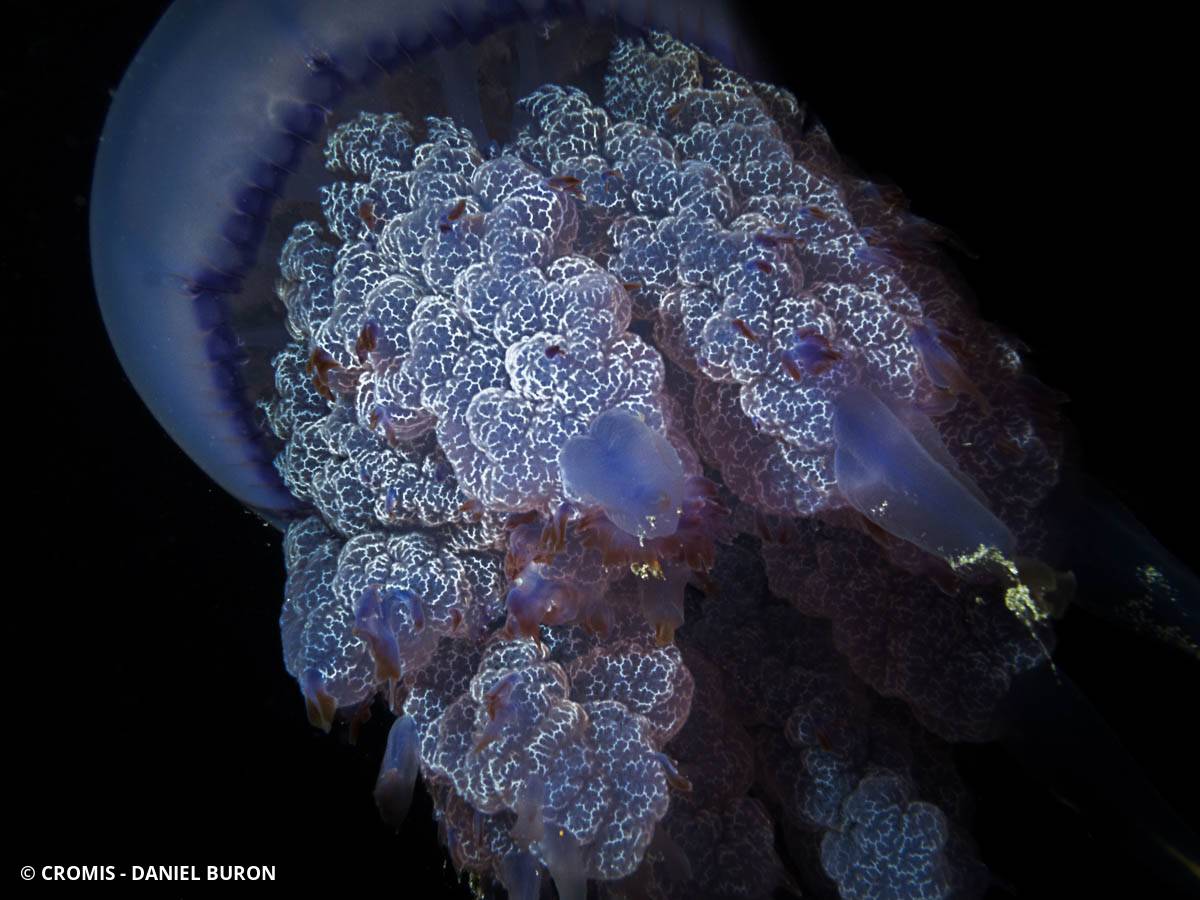 Rhizostome