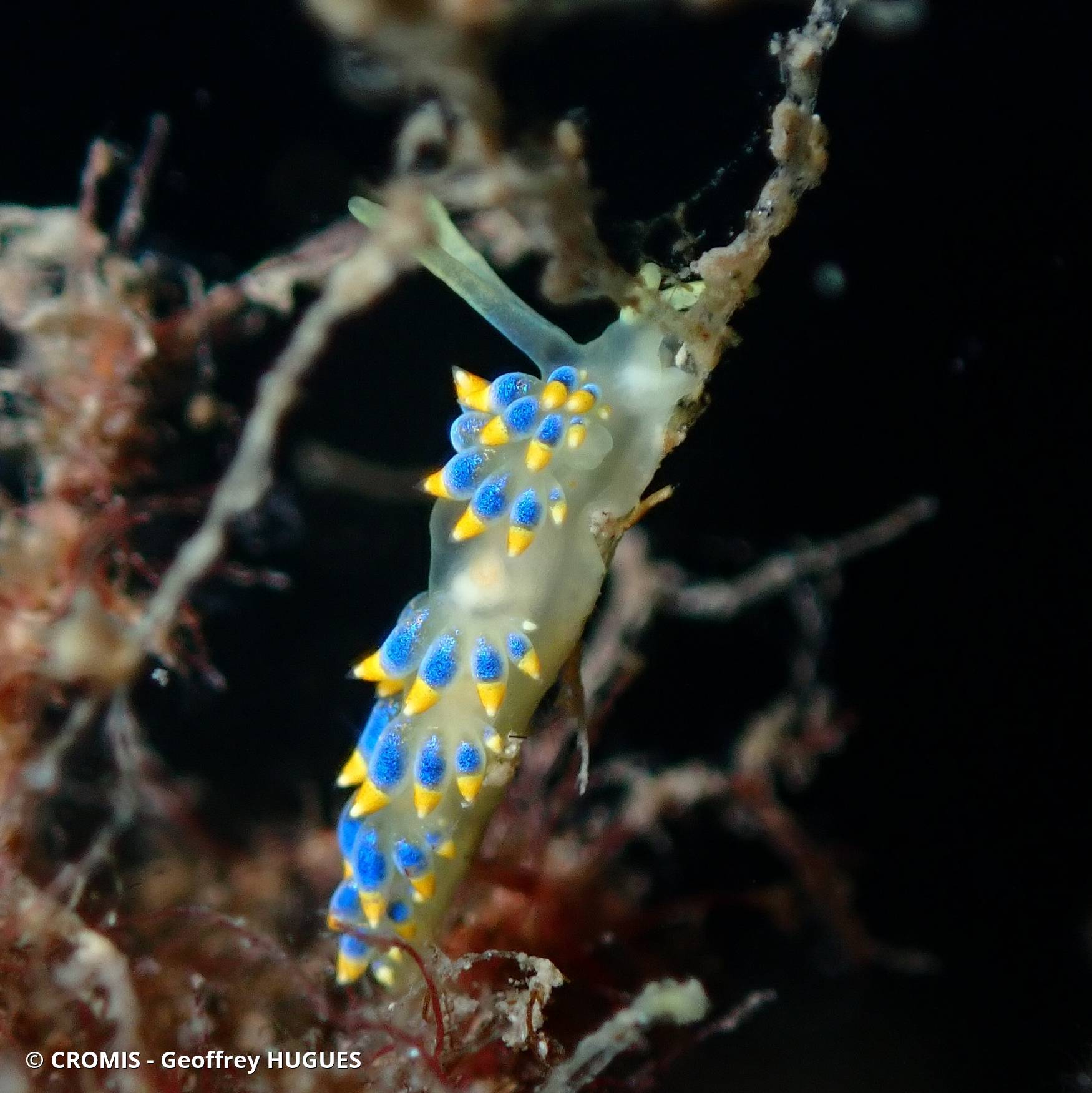 Cuthona bleue