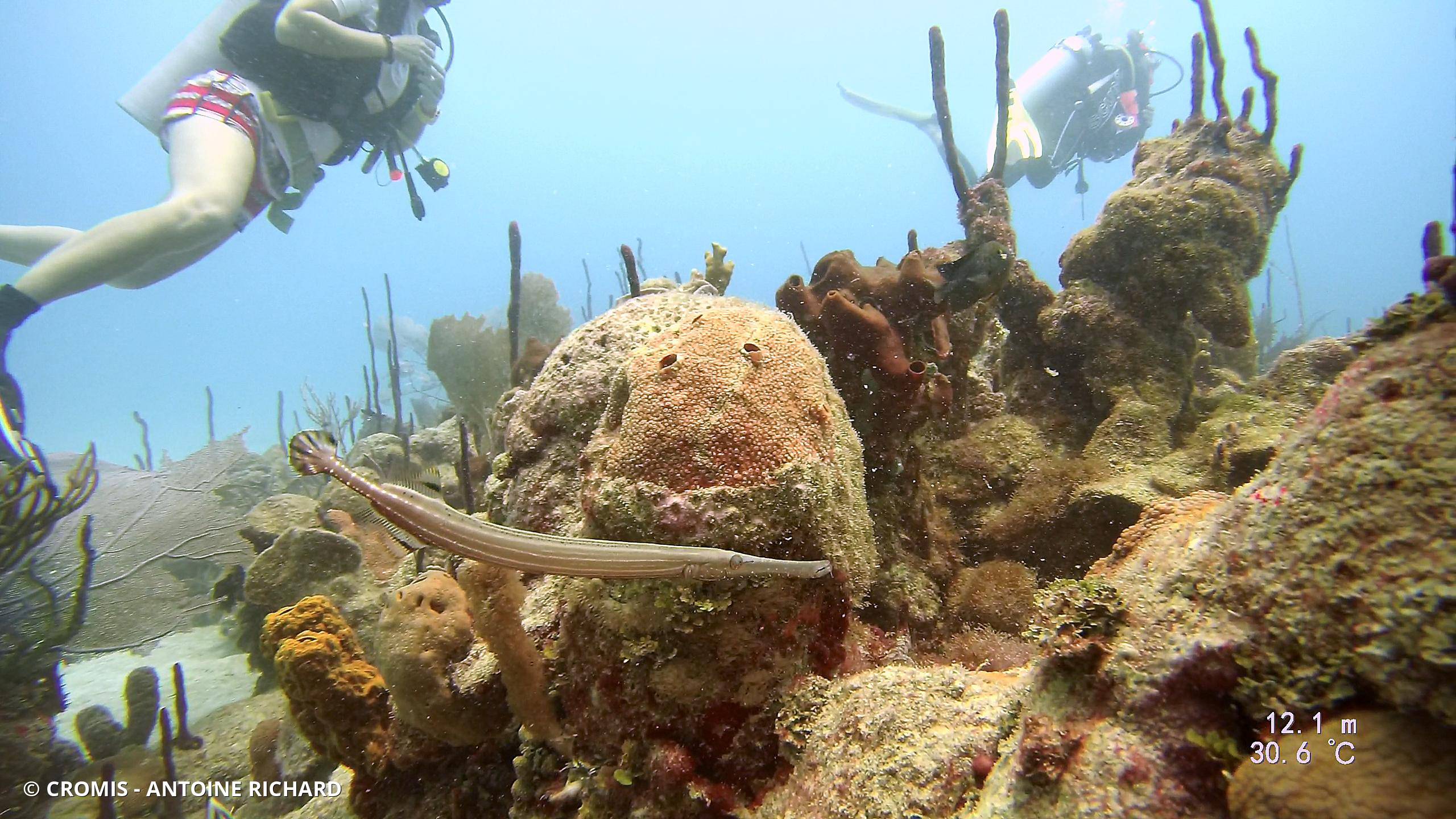 Poisson-trompette des Caraïbes