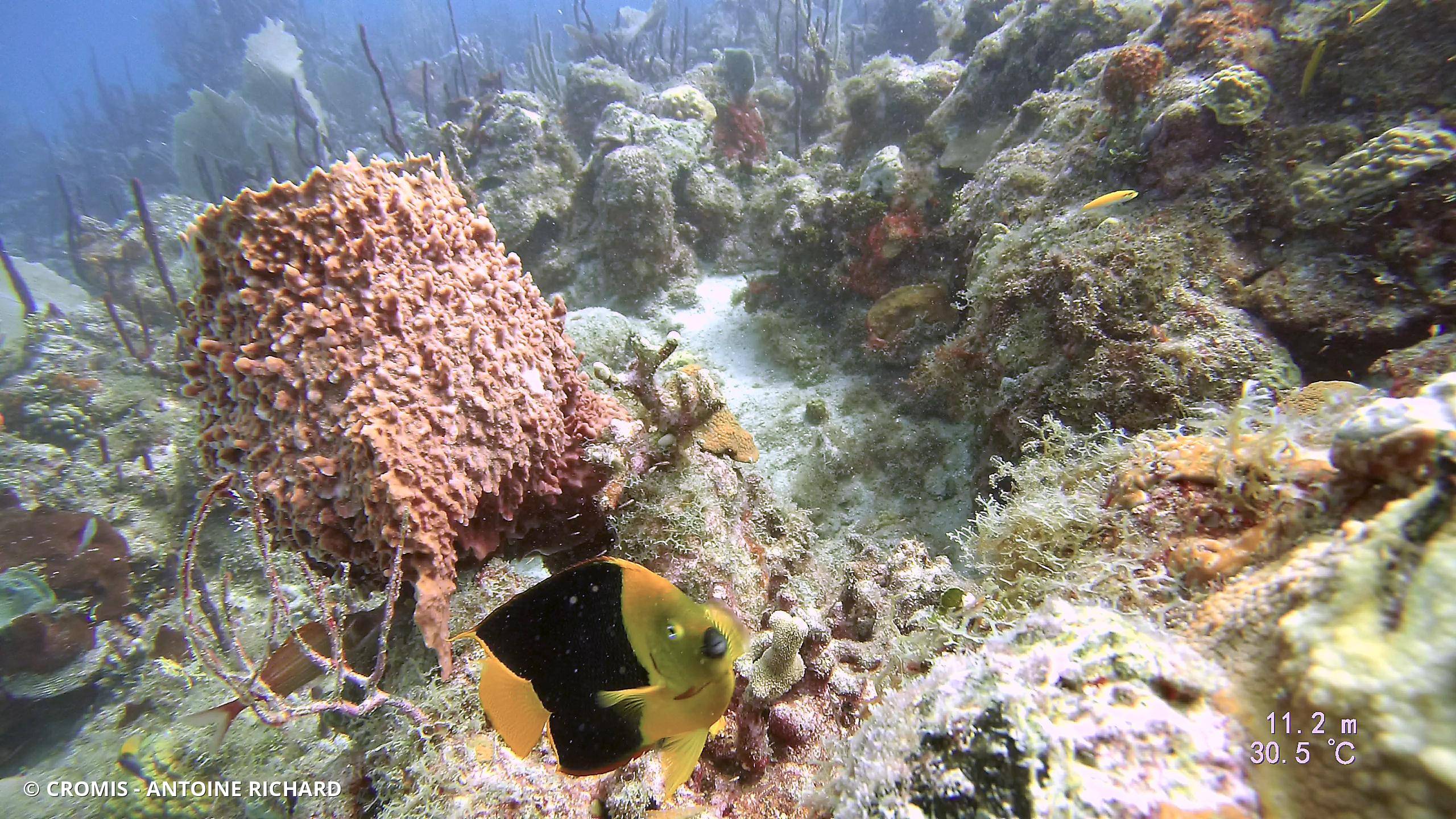 Ange des Caraïbes