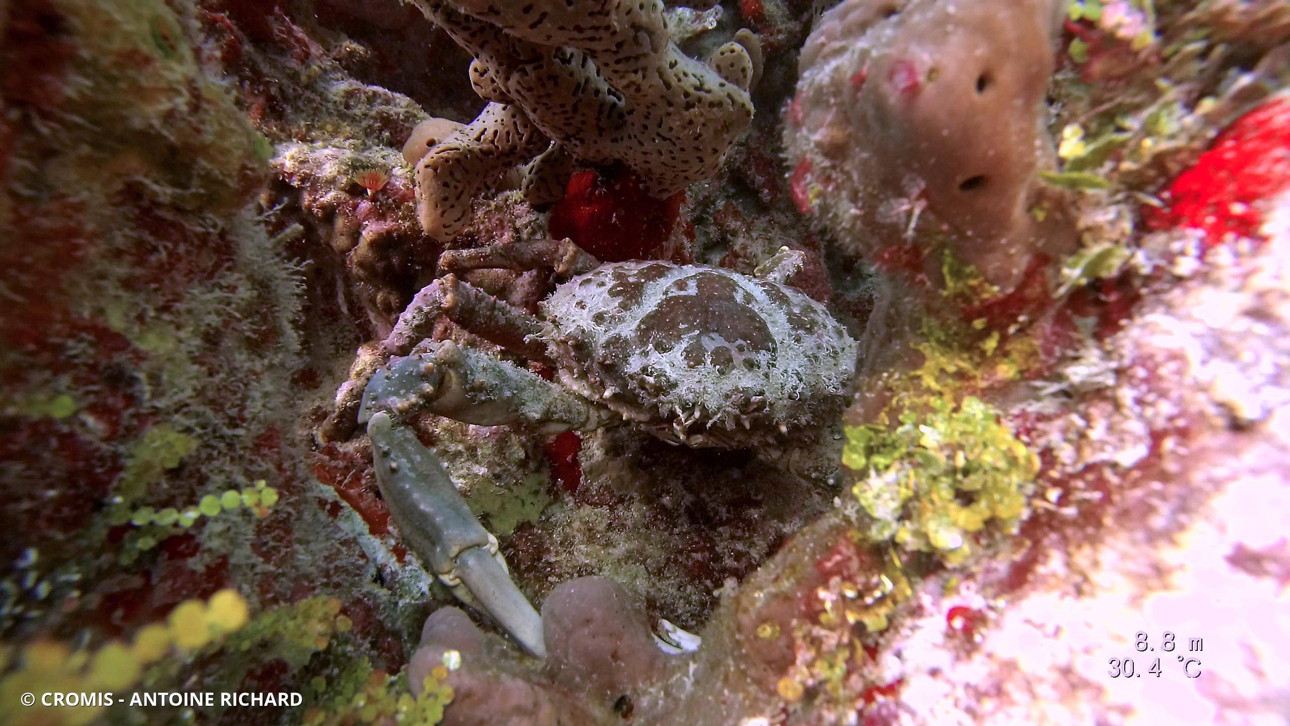 Araignée de mer verruqueuse
