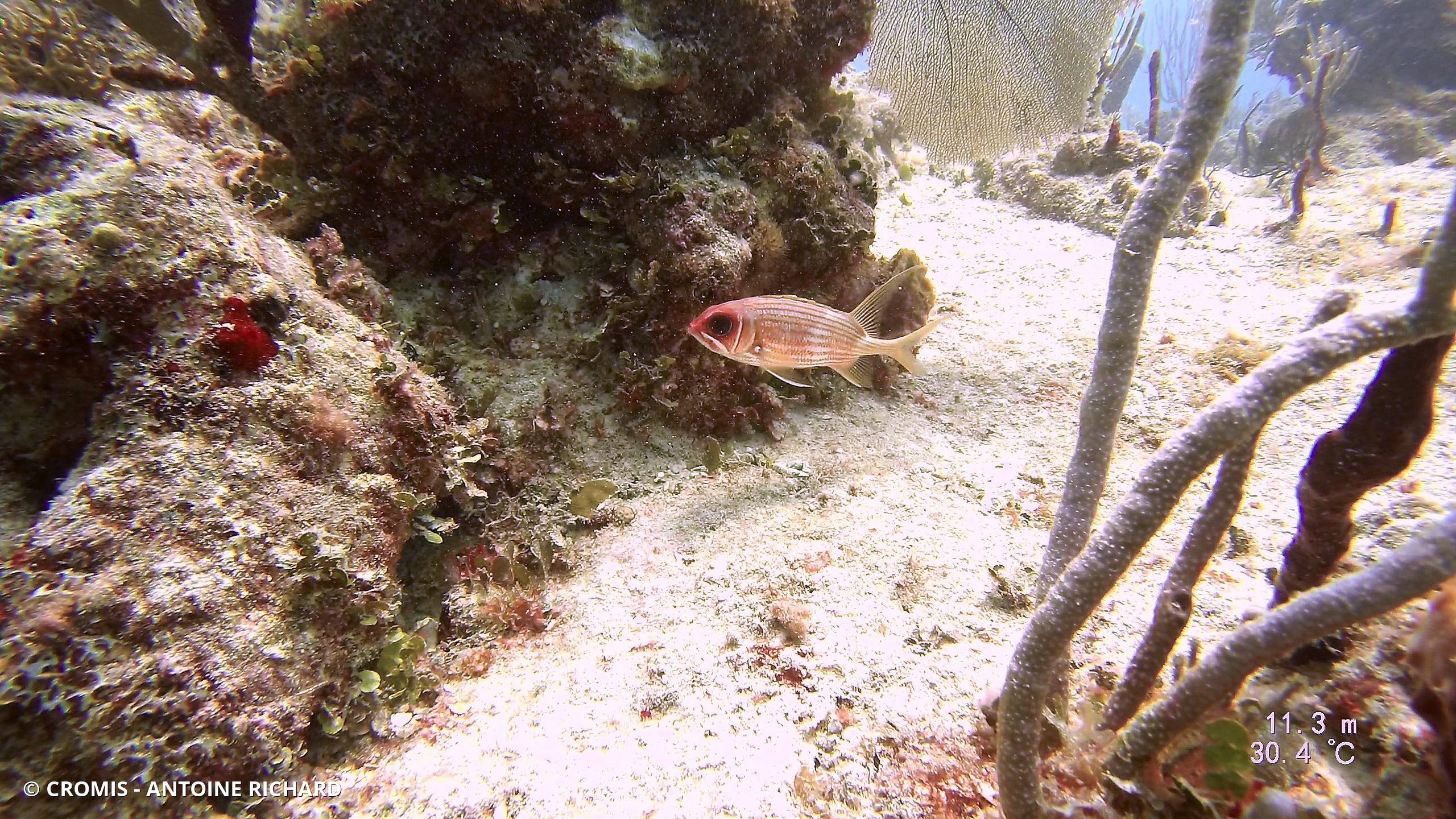 Cardinal blanc