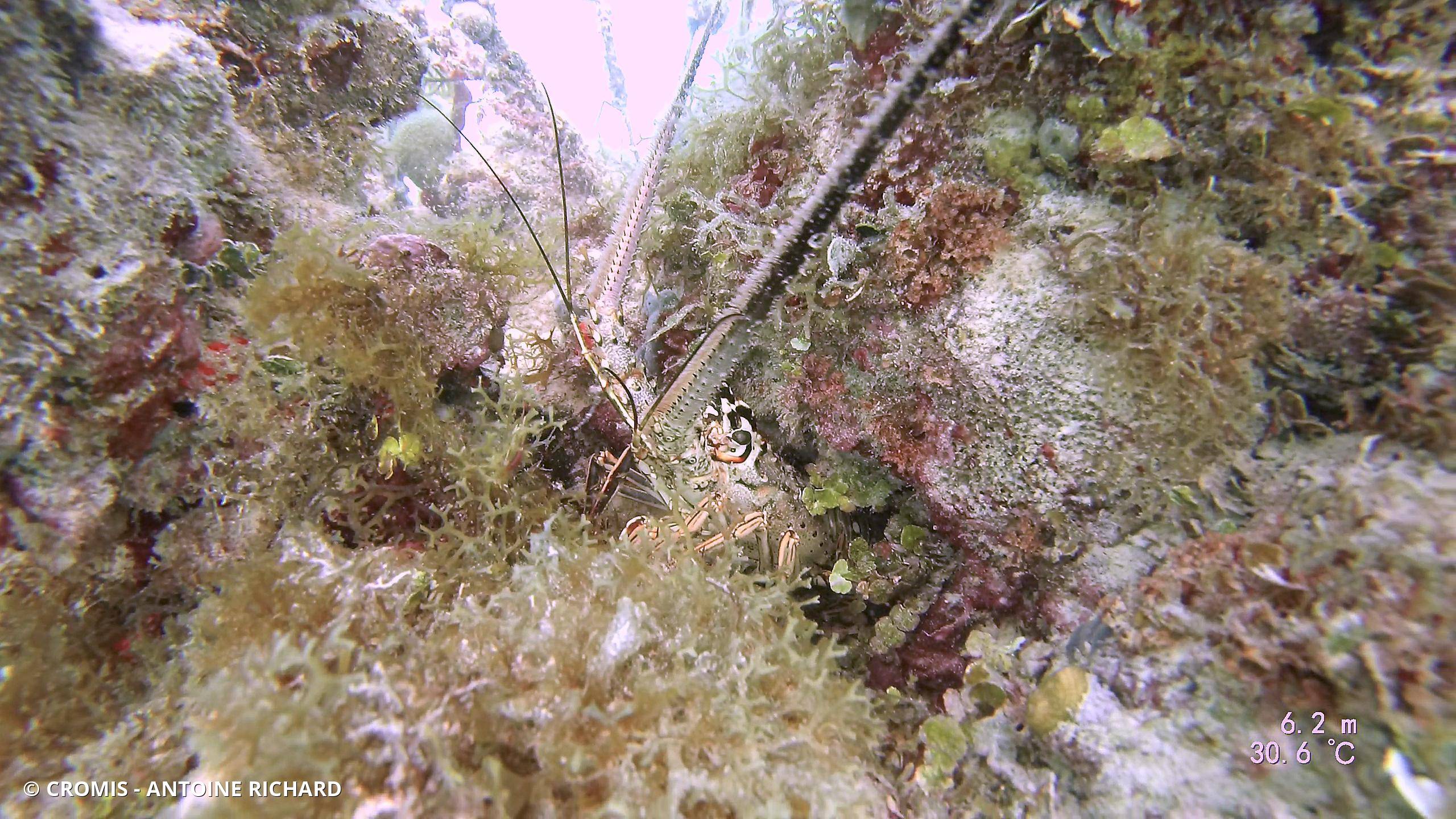 Langouste des Caraïbes