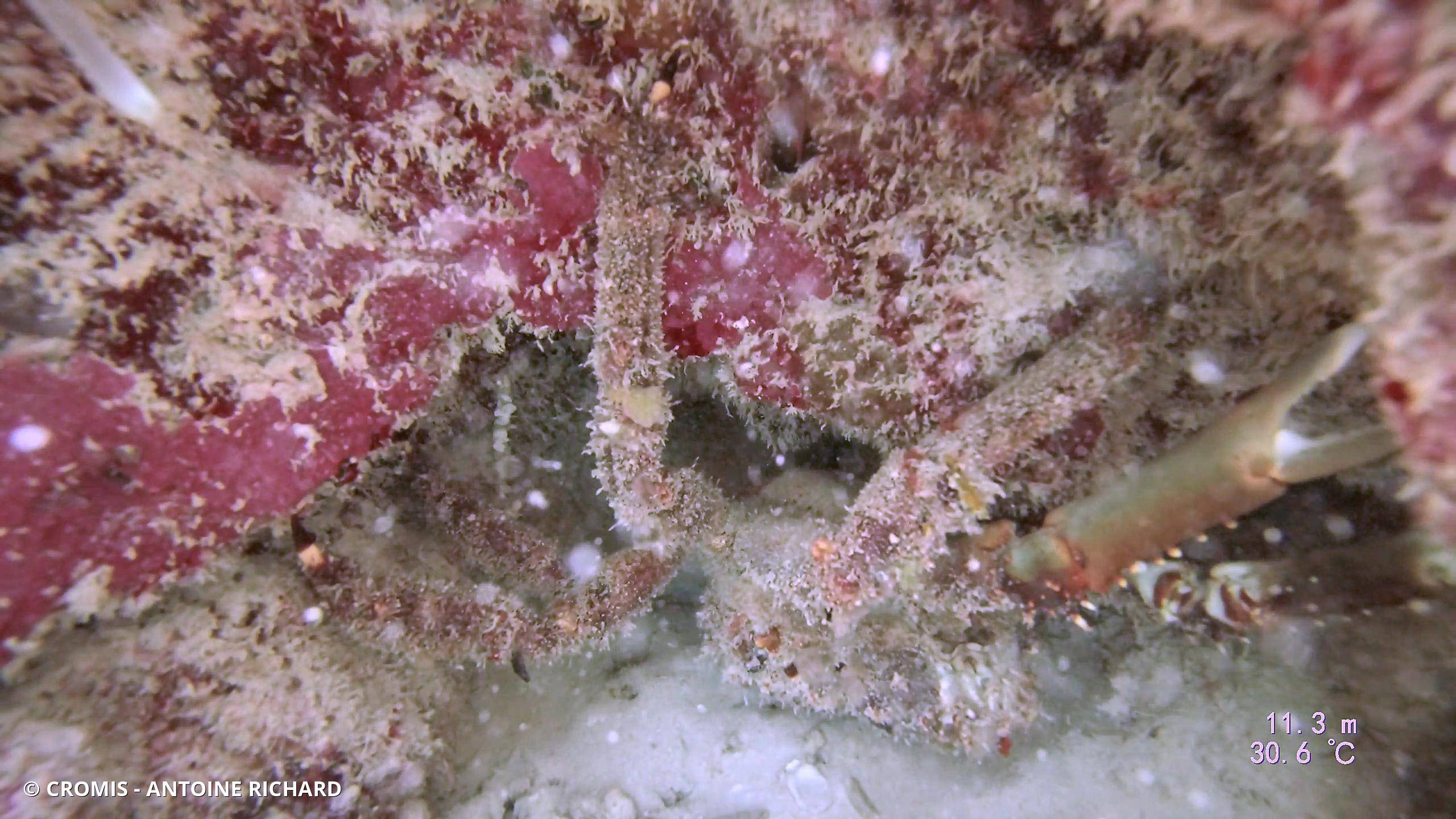 Araignée de mer verruqueuse