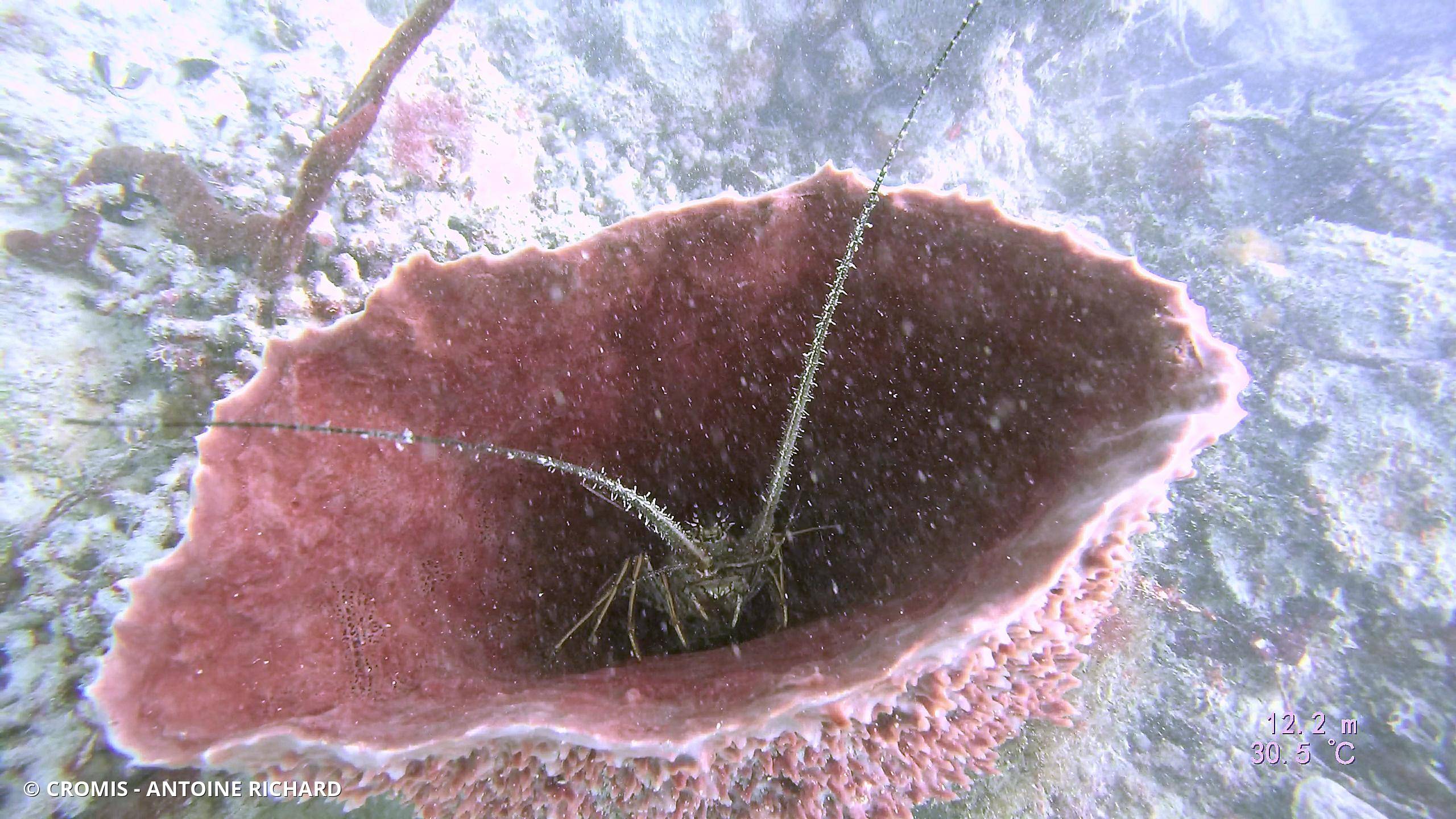 Langouste des Caraïbes
