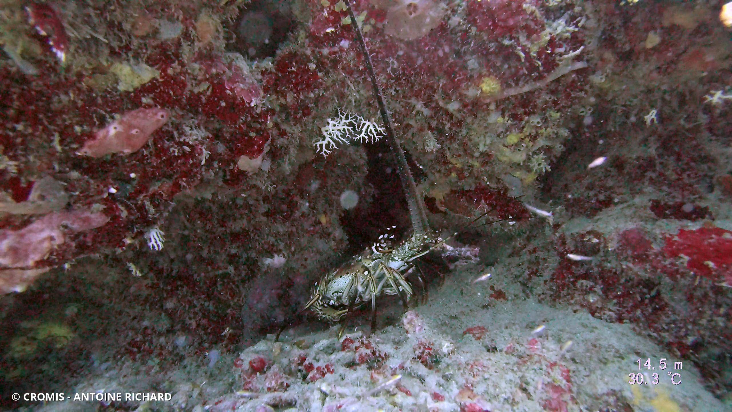 Langouste des Caraïbes