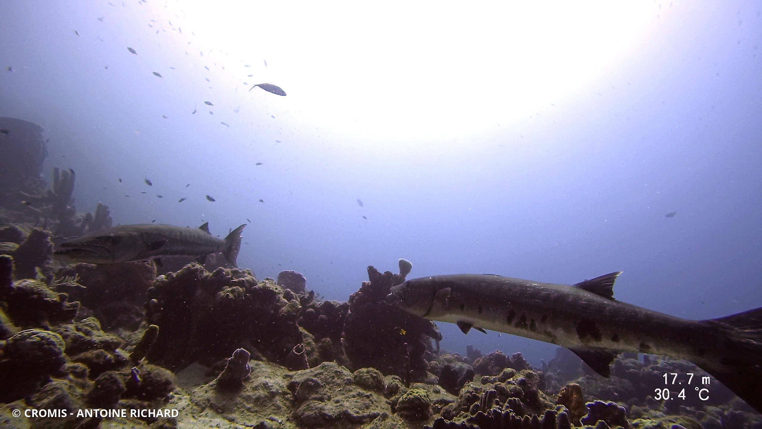 Grand barracuda