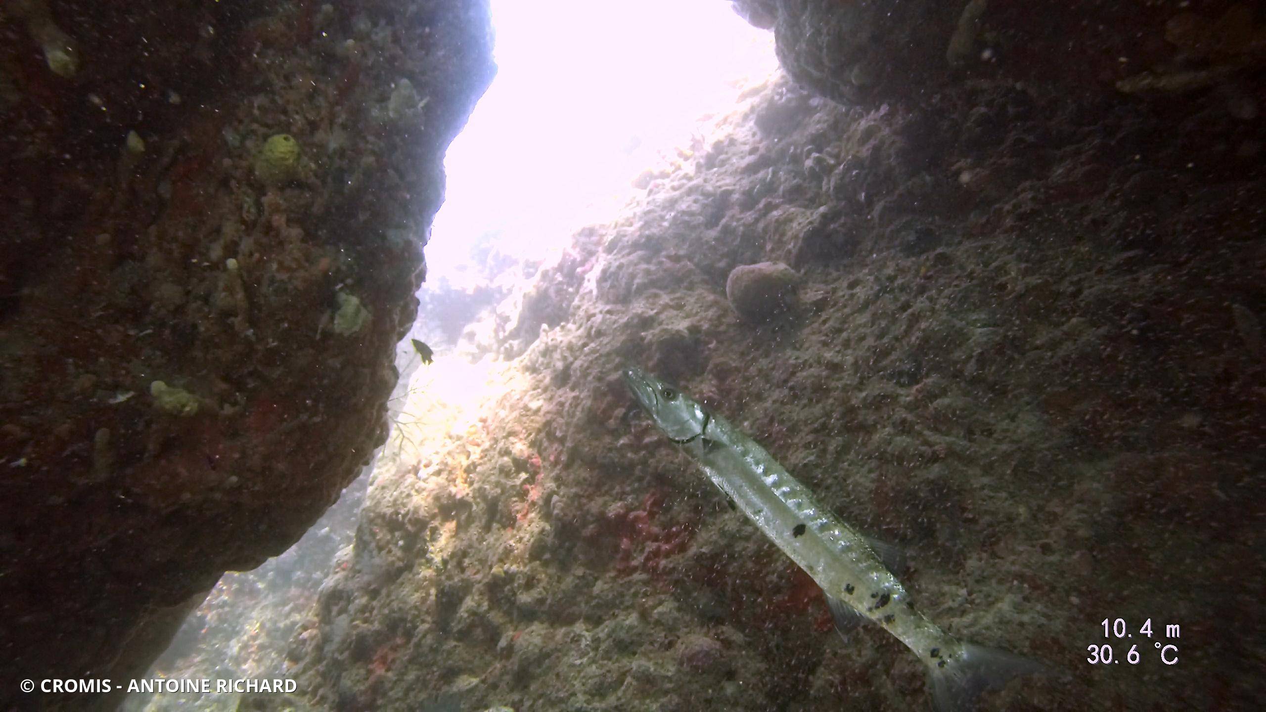 Grand barracuda
