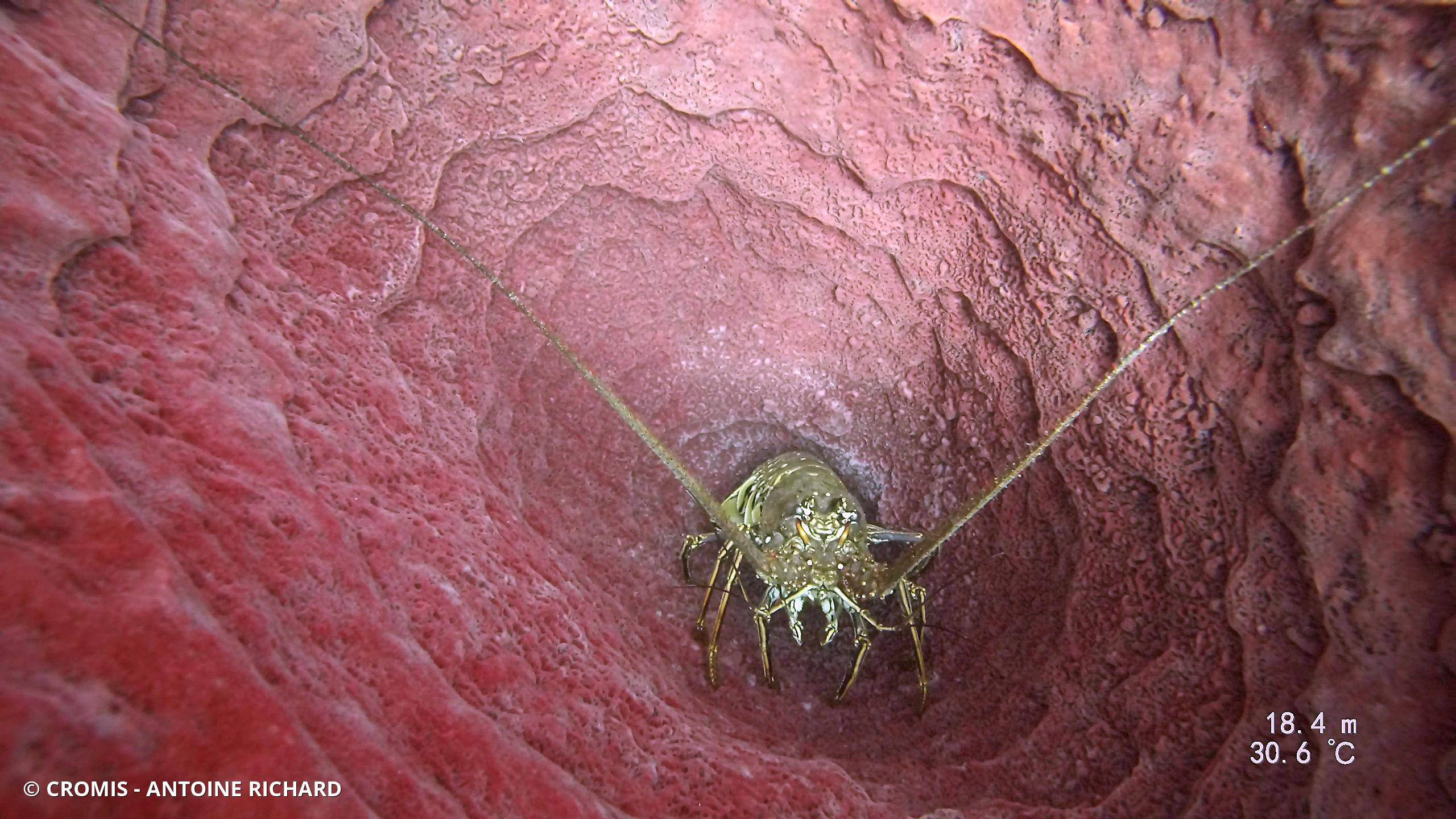 Langouste des Caraïbes