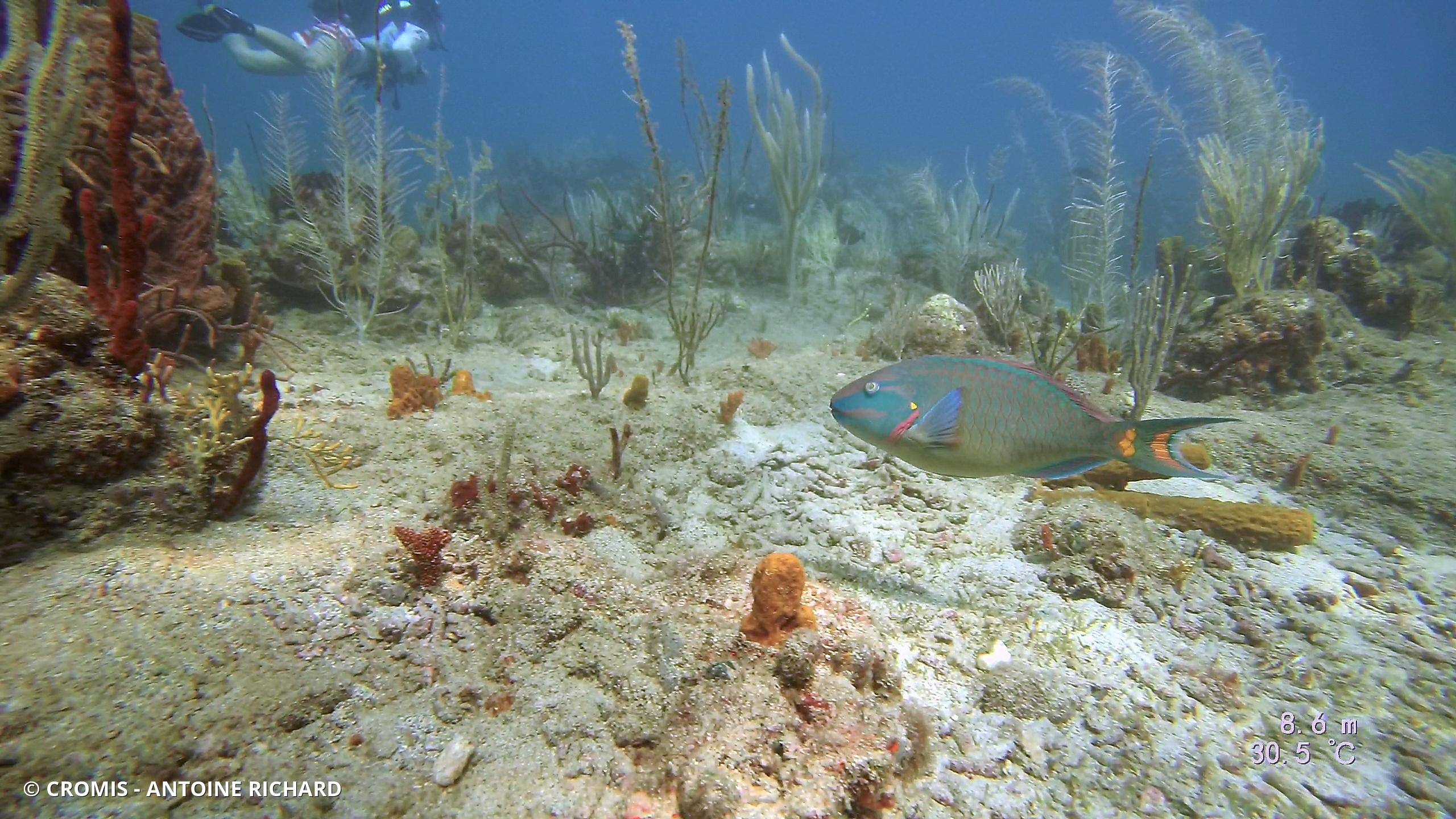 Poisson-perroquet royal