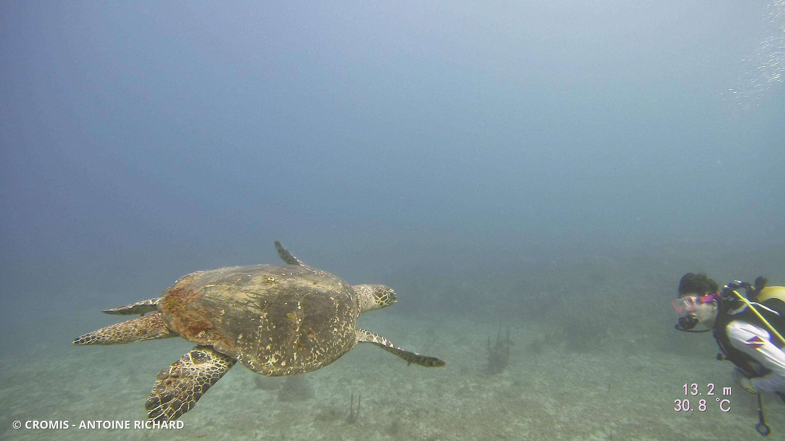 Tortue imbriquée
