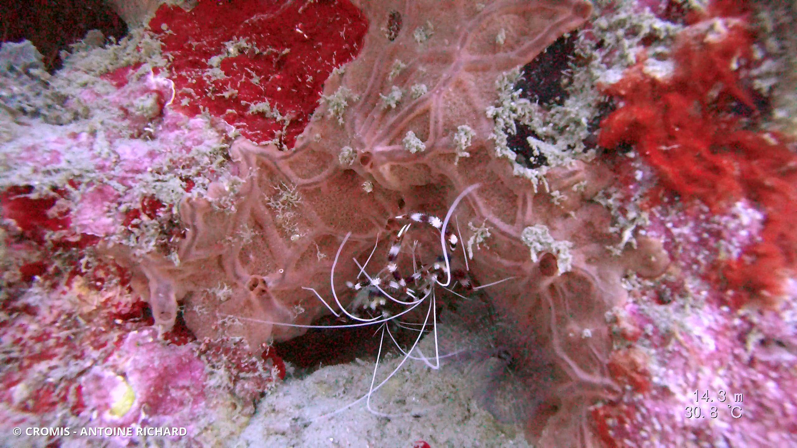 Grande crevette nettoyeuse