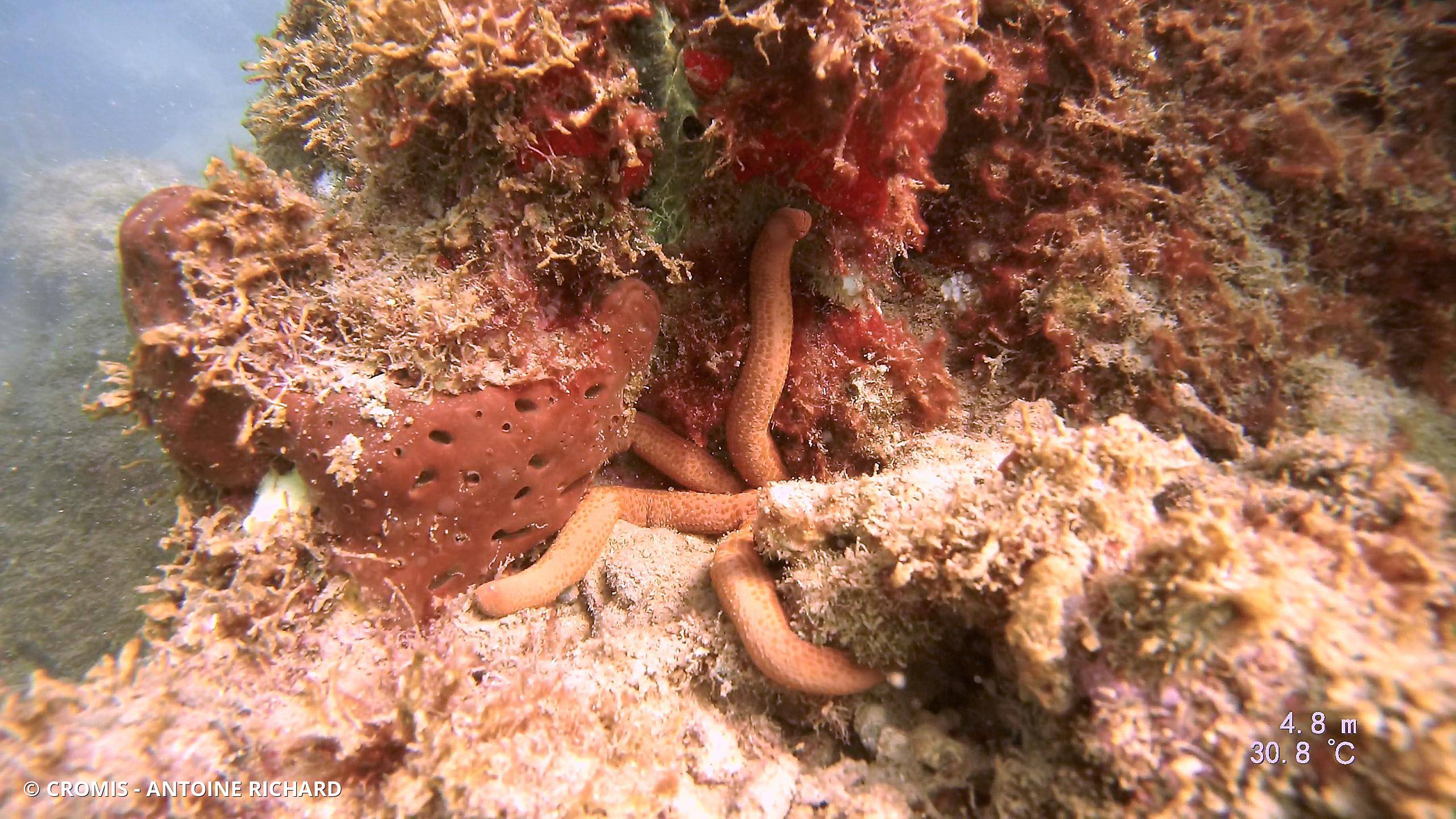 Etoile comète de Floride