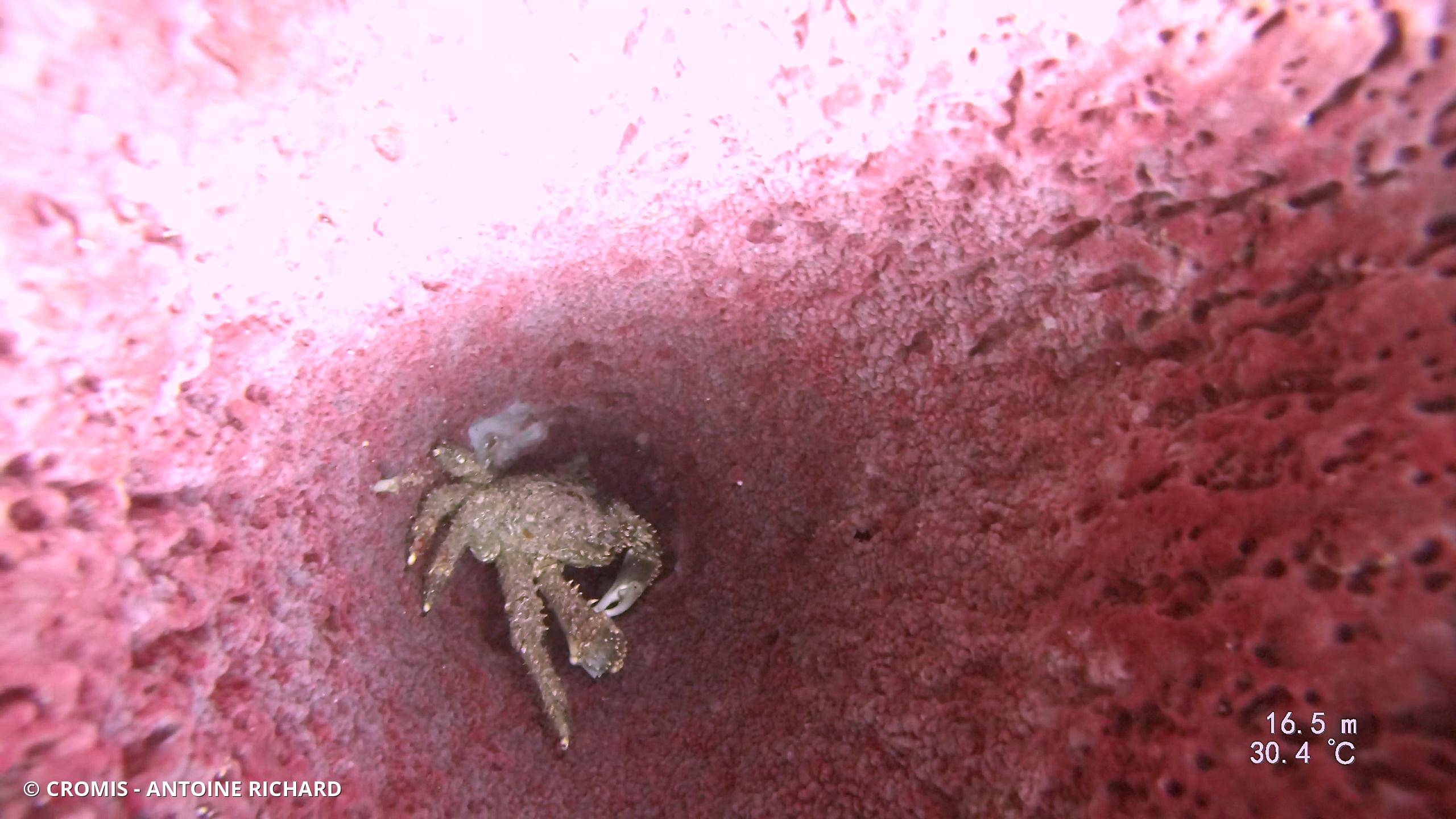 Araignée de mer verruqueuse