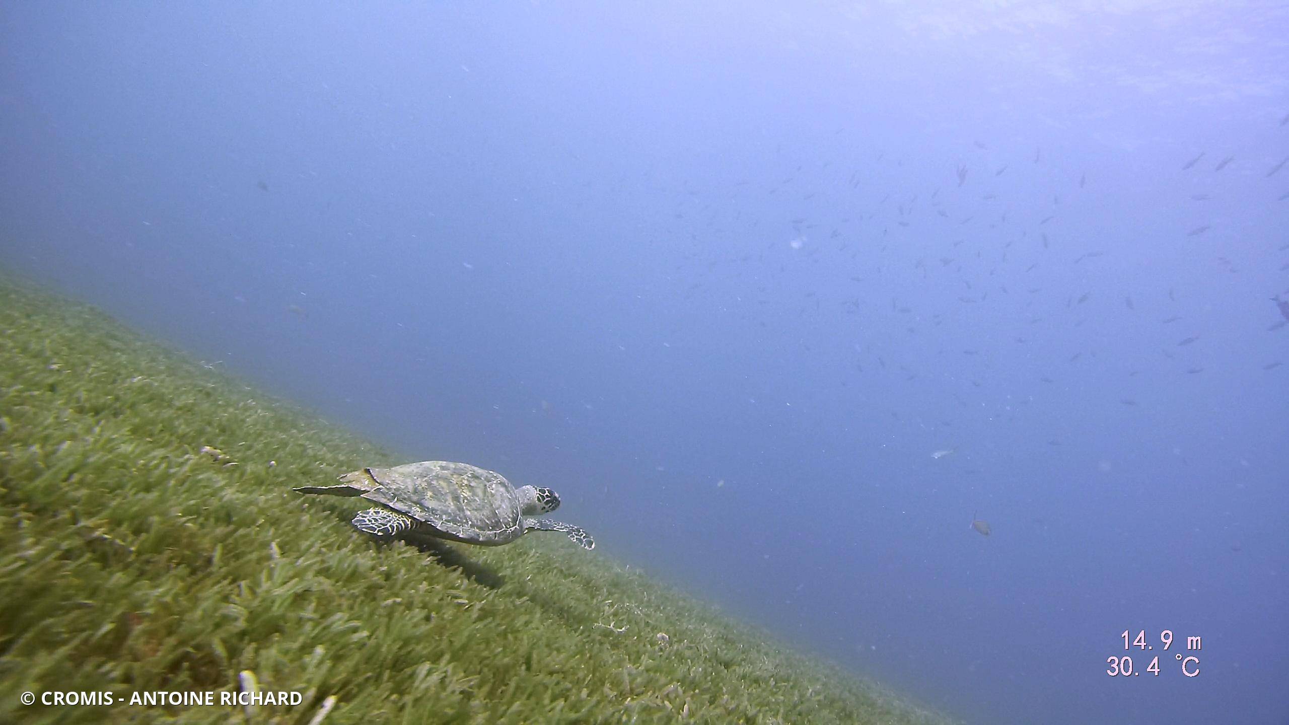 Tortue verte