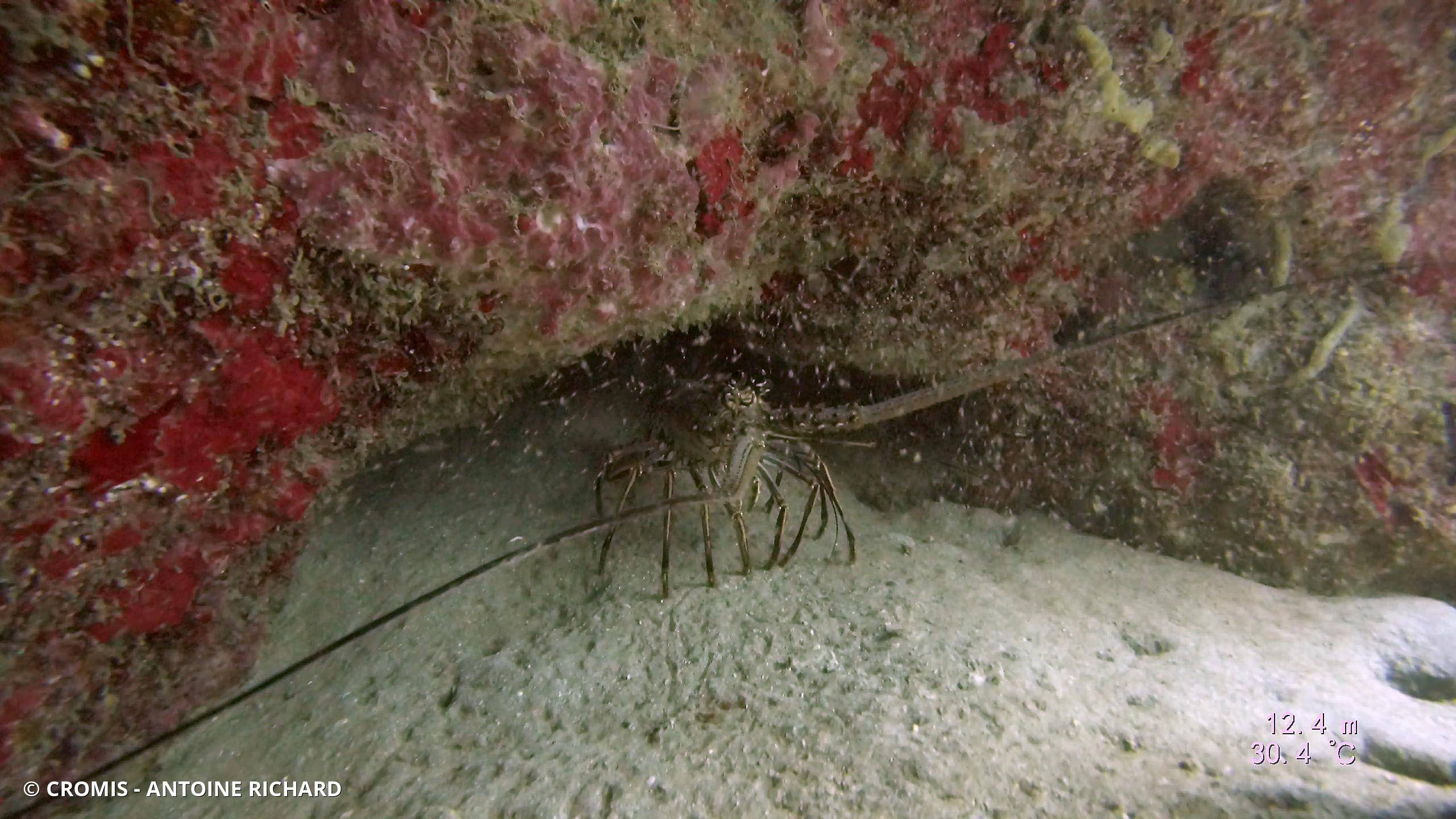 Langouste des Caraïbes