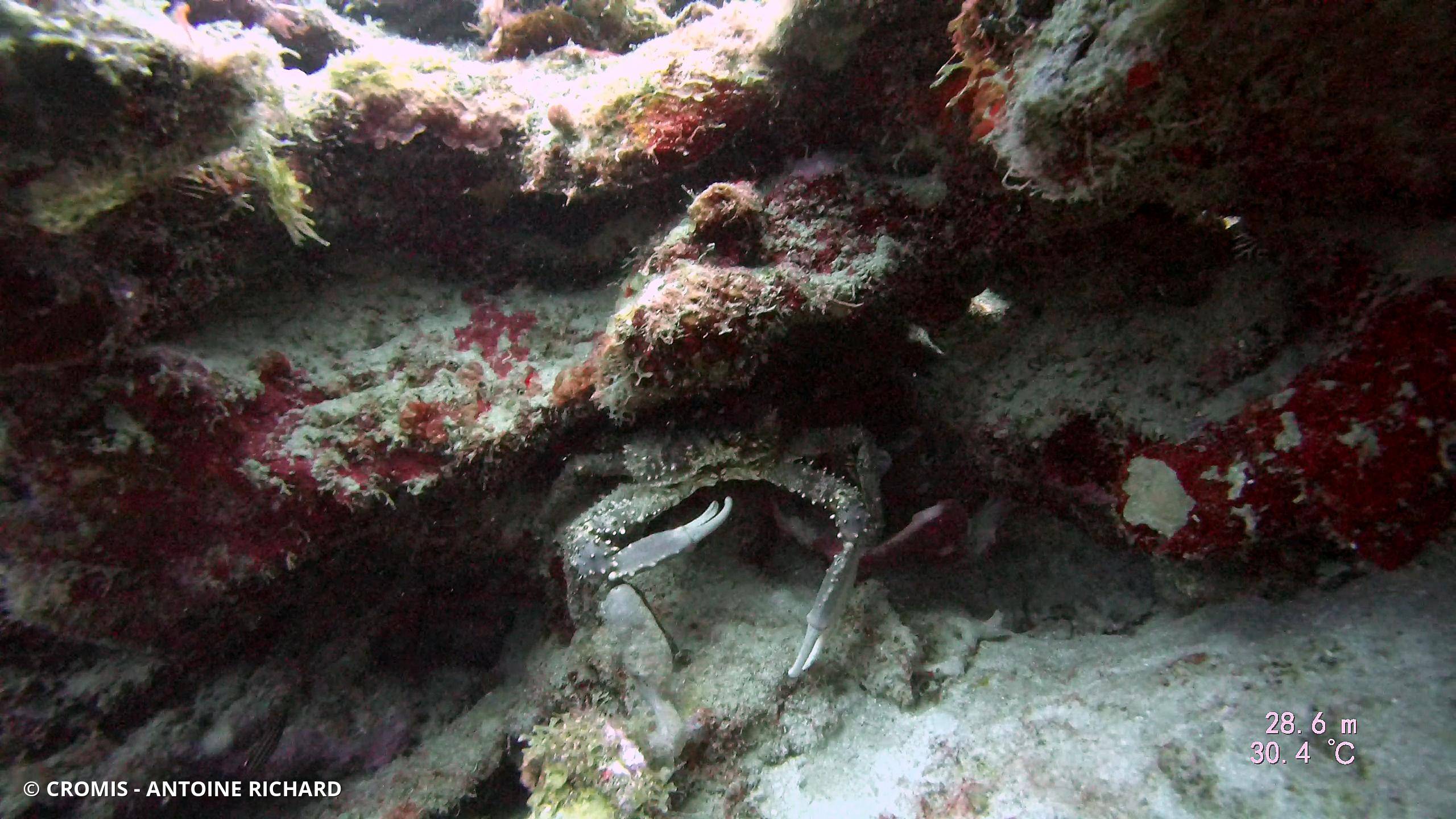 Araignée de mer verruqueuse