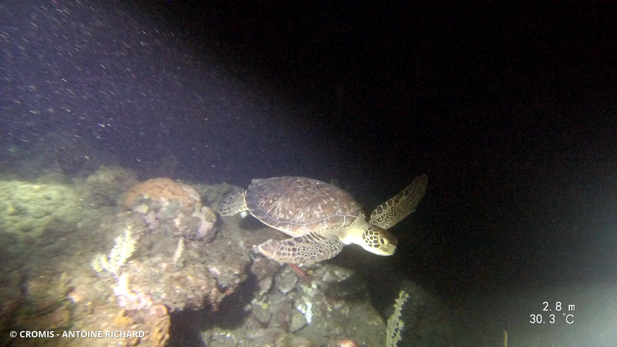 Tortue verte