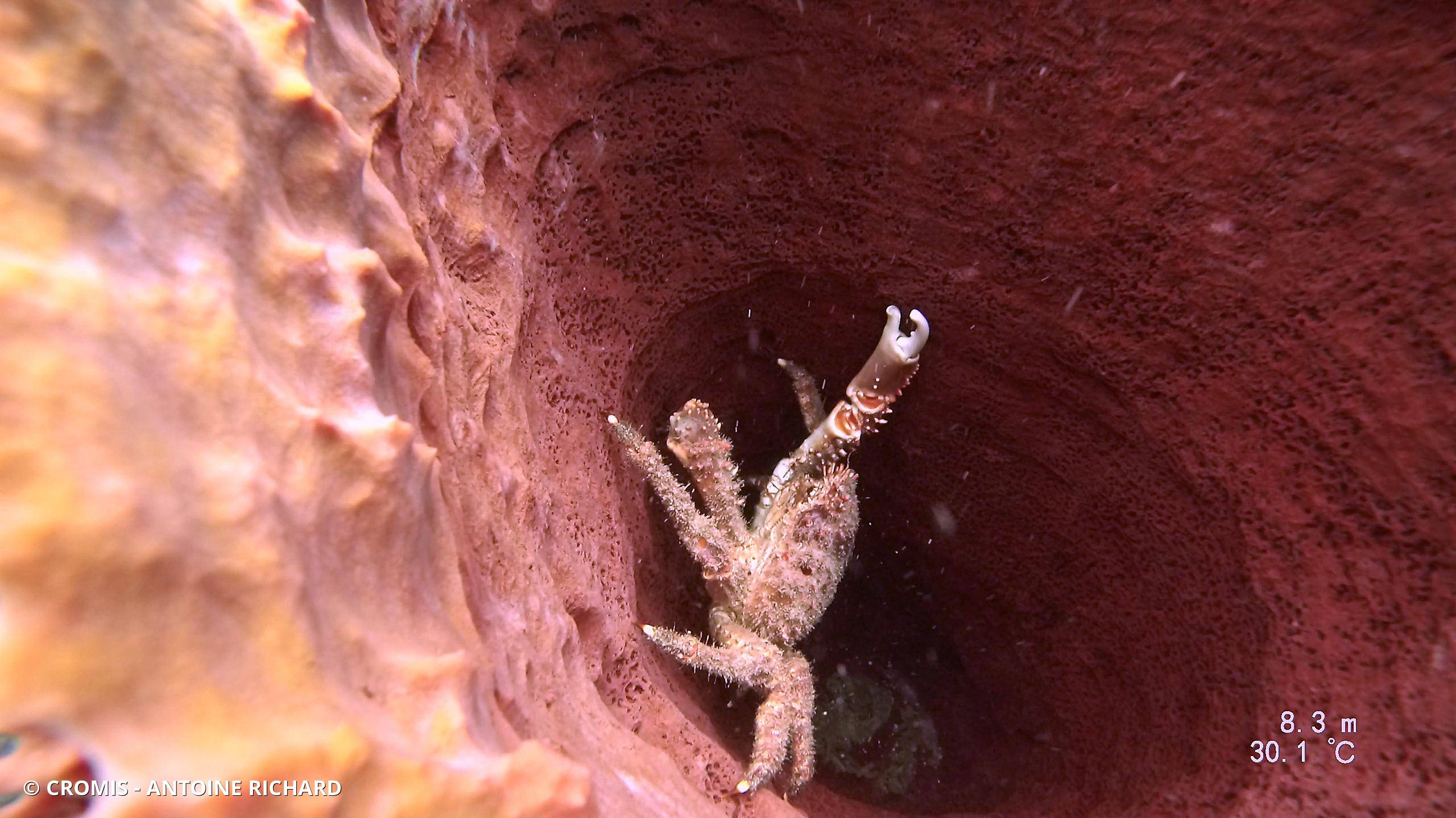 Araignée de mer verruqueuse