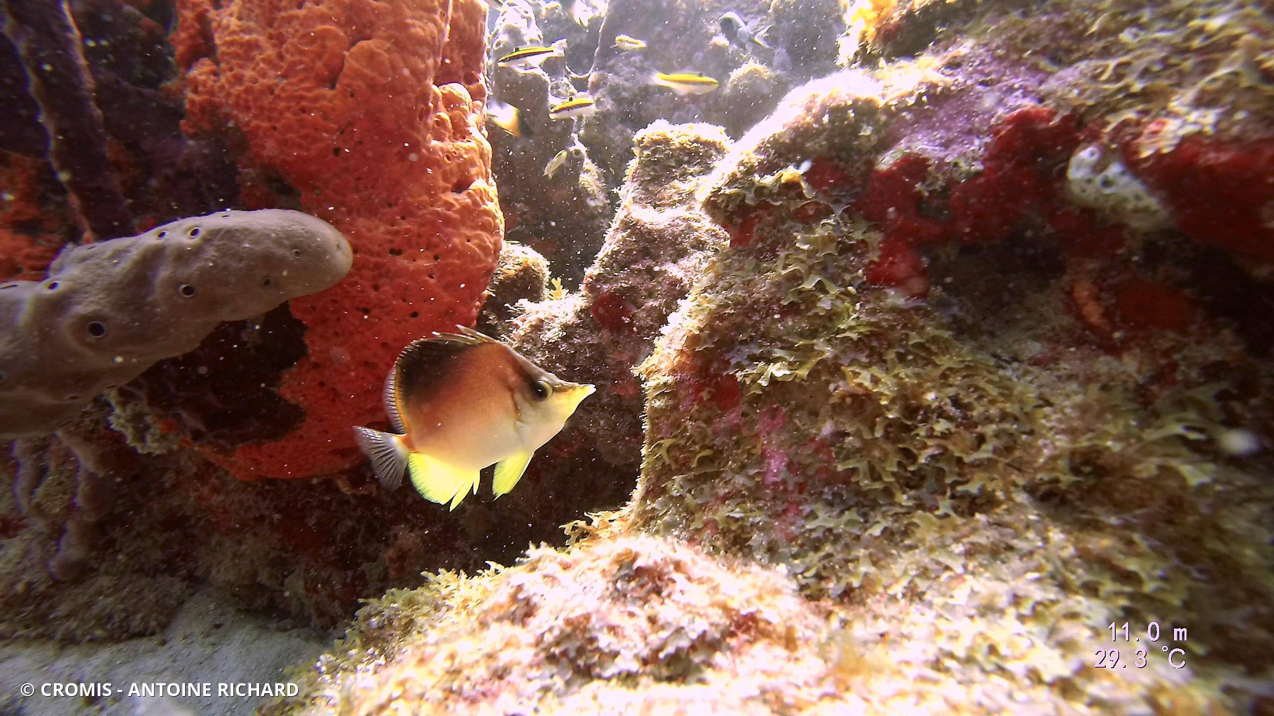 Papillon à bec des Caraïbes