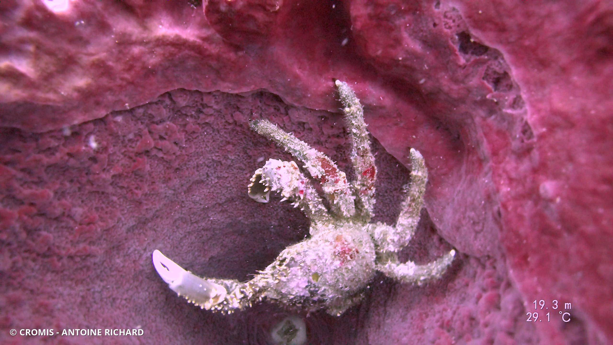 Araignée de mer verruqueuse