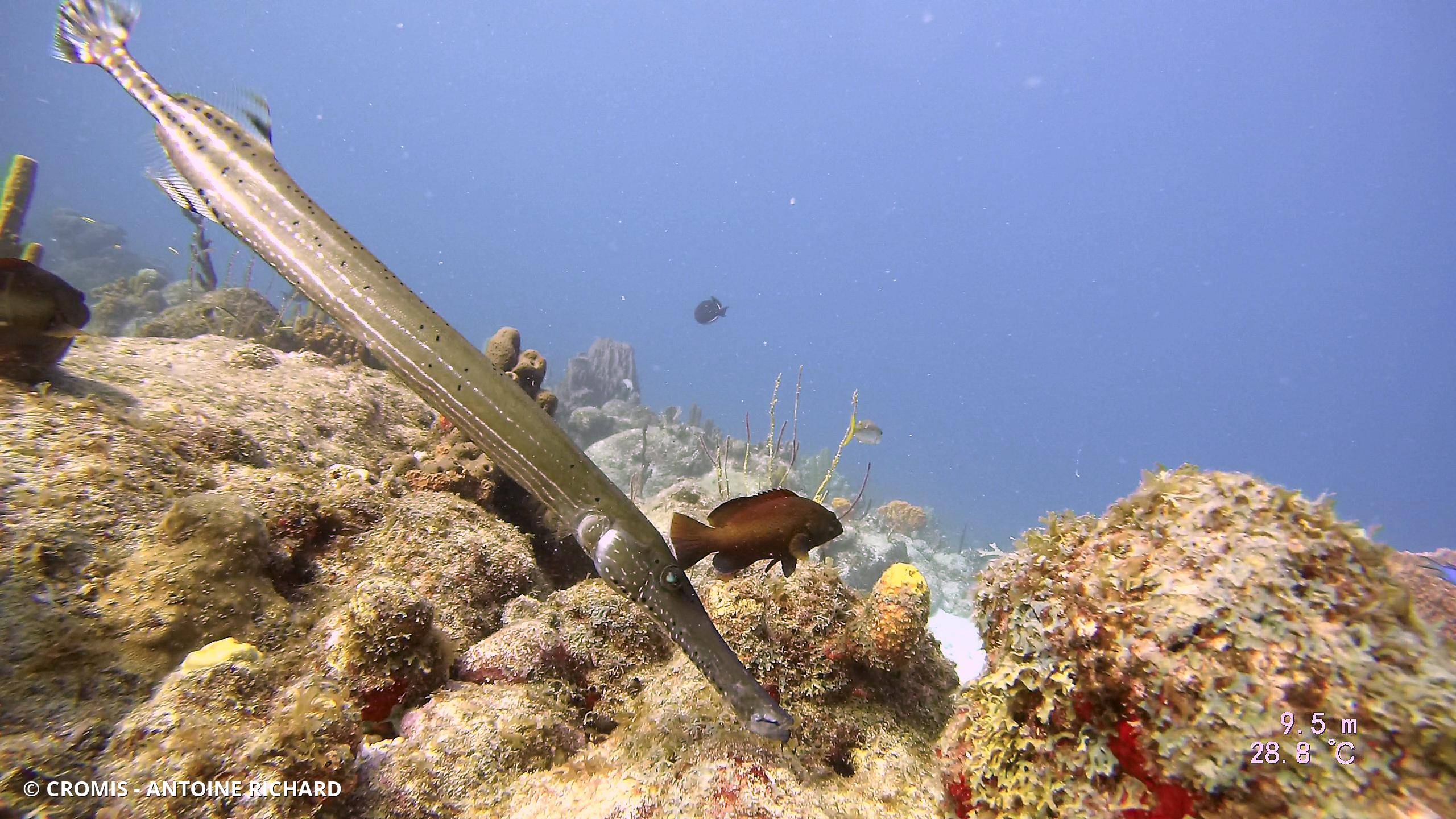 Poisson-trompette des Caraïbes