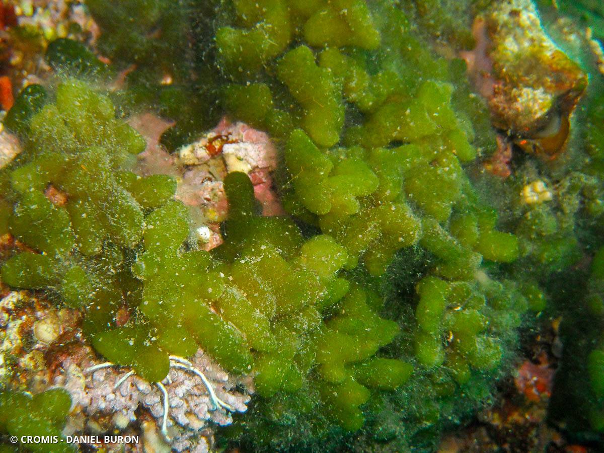 Codium mamelonné