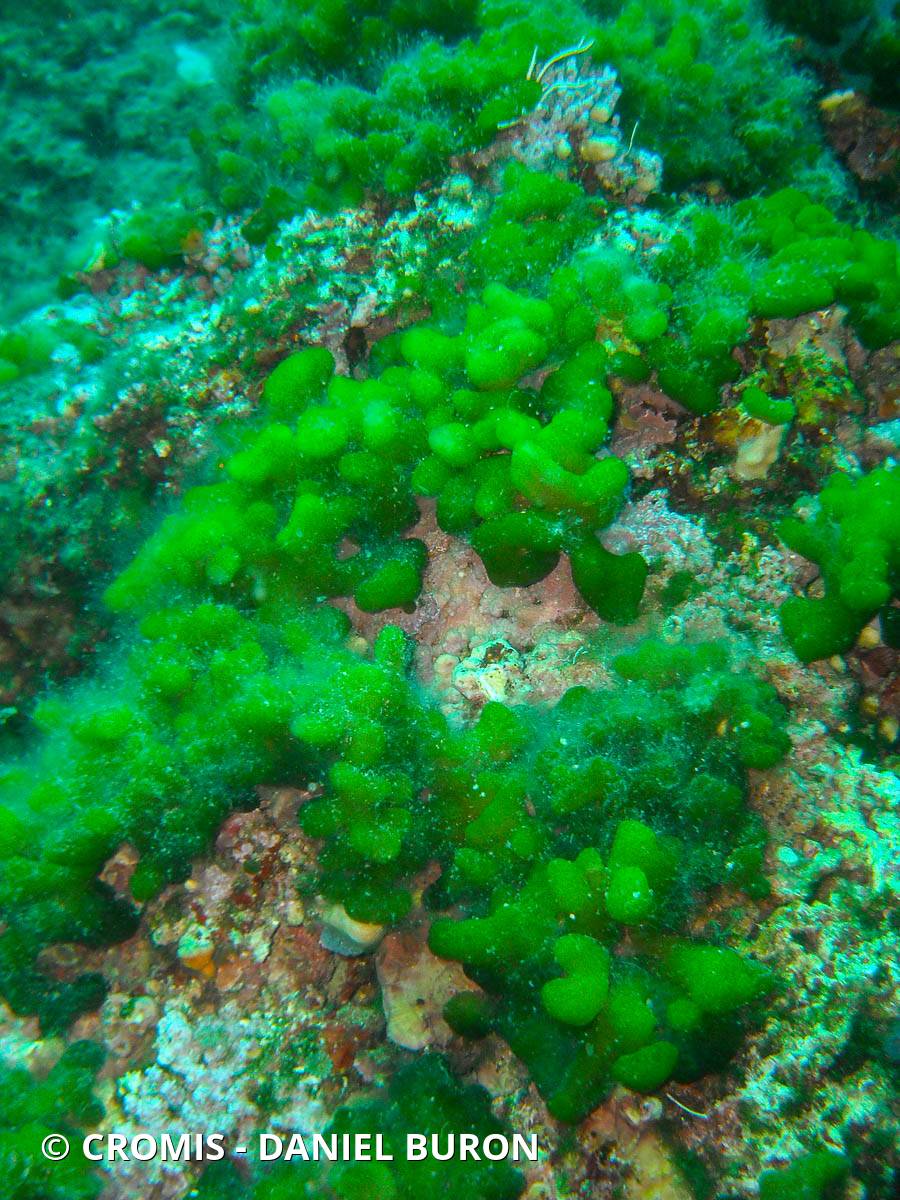 Codium mamelonné