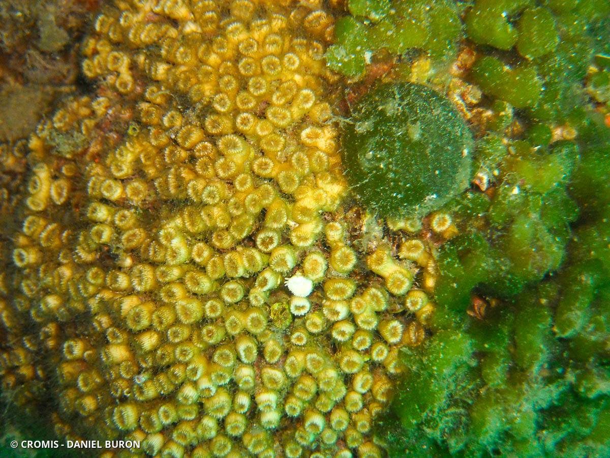 Cladocore en touffe