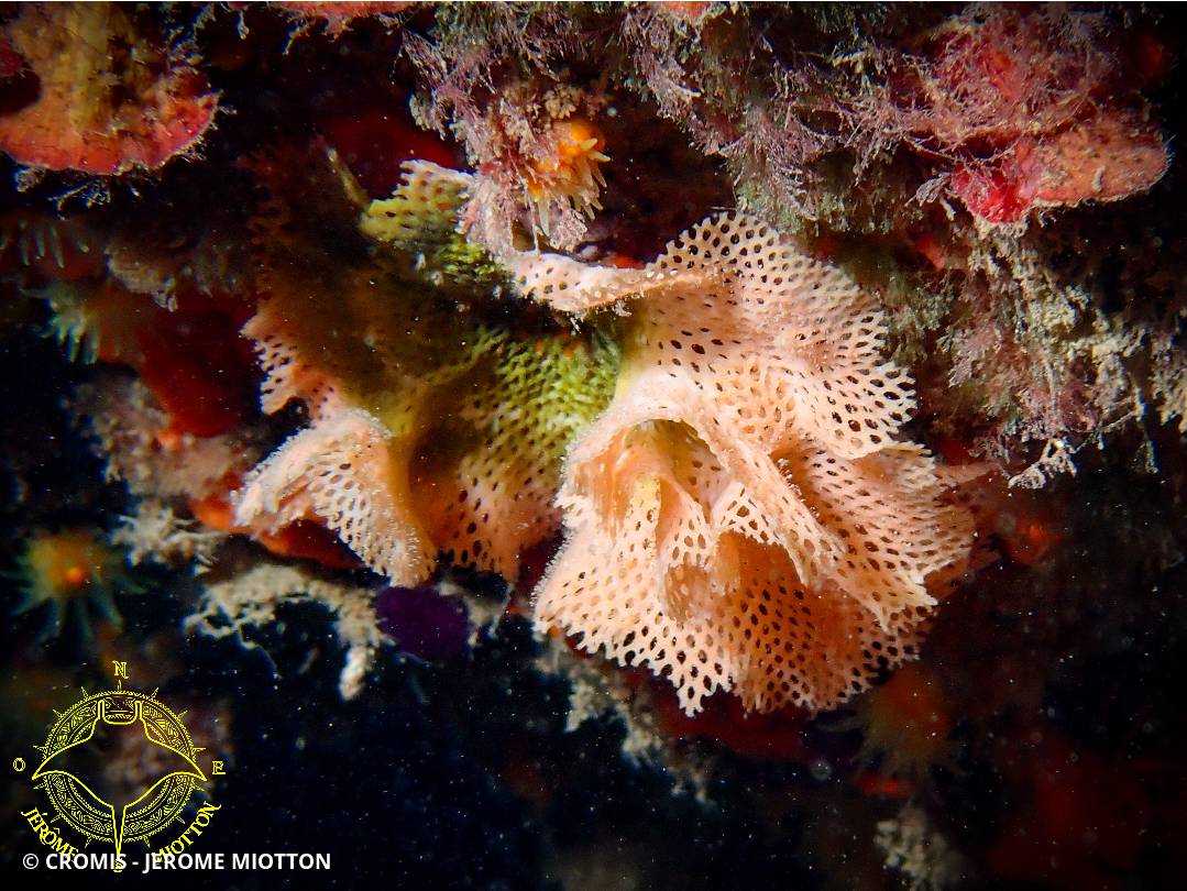 Dentelle de Neptune