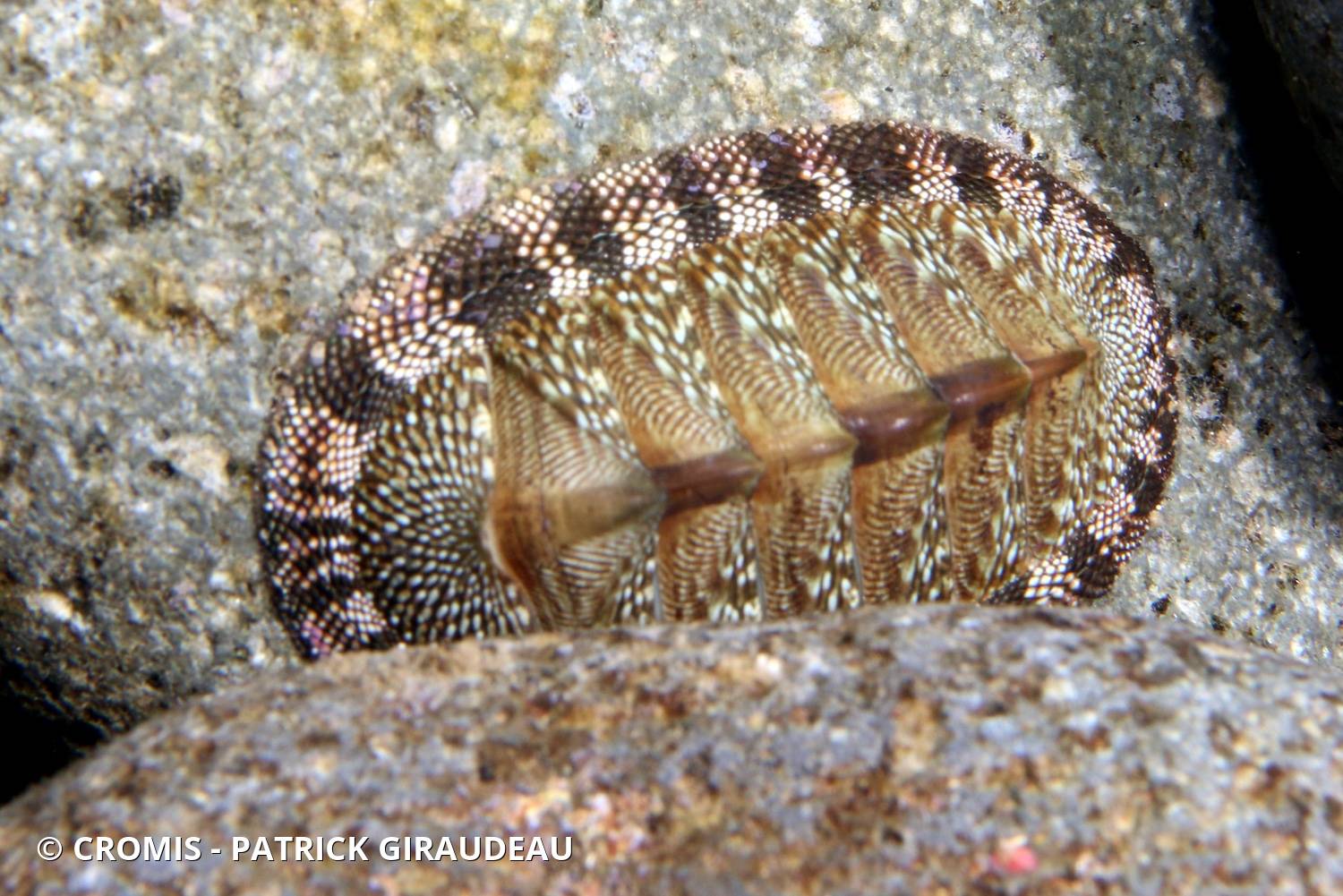 Chiton vert antillais