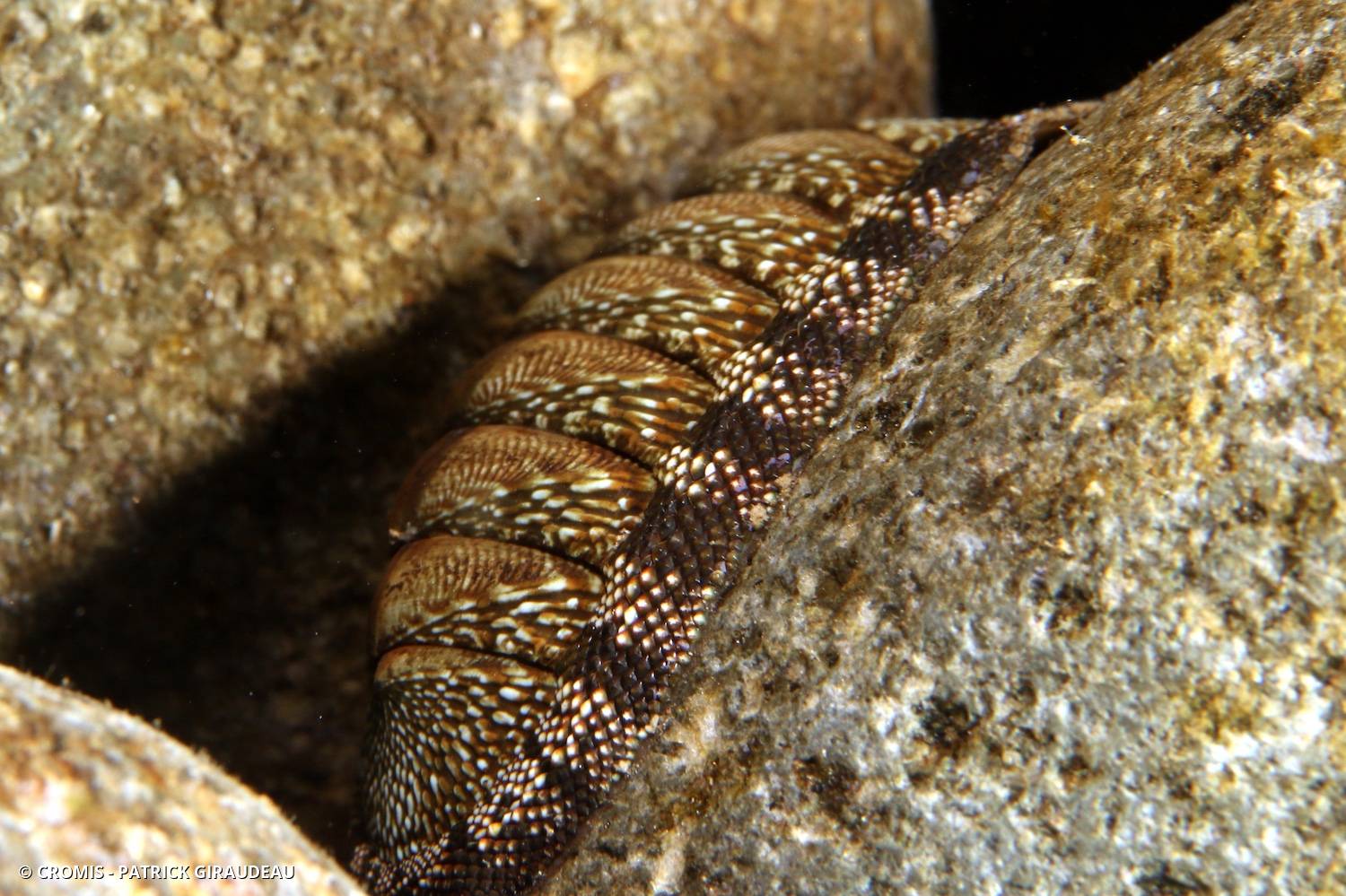 Chiton vert antillais