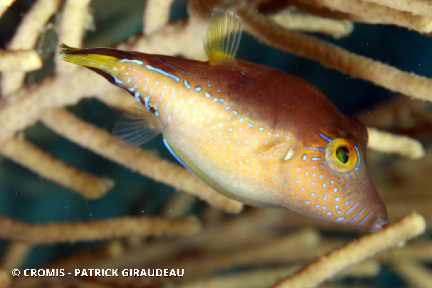 Canthigaster des Caraïbes