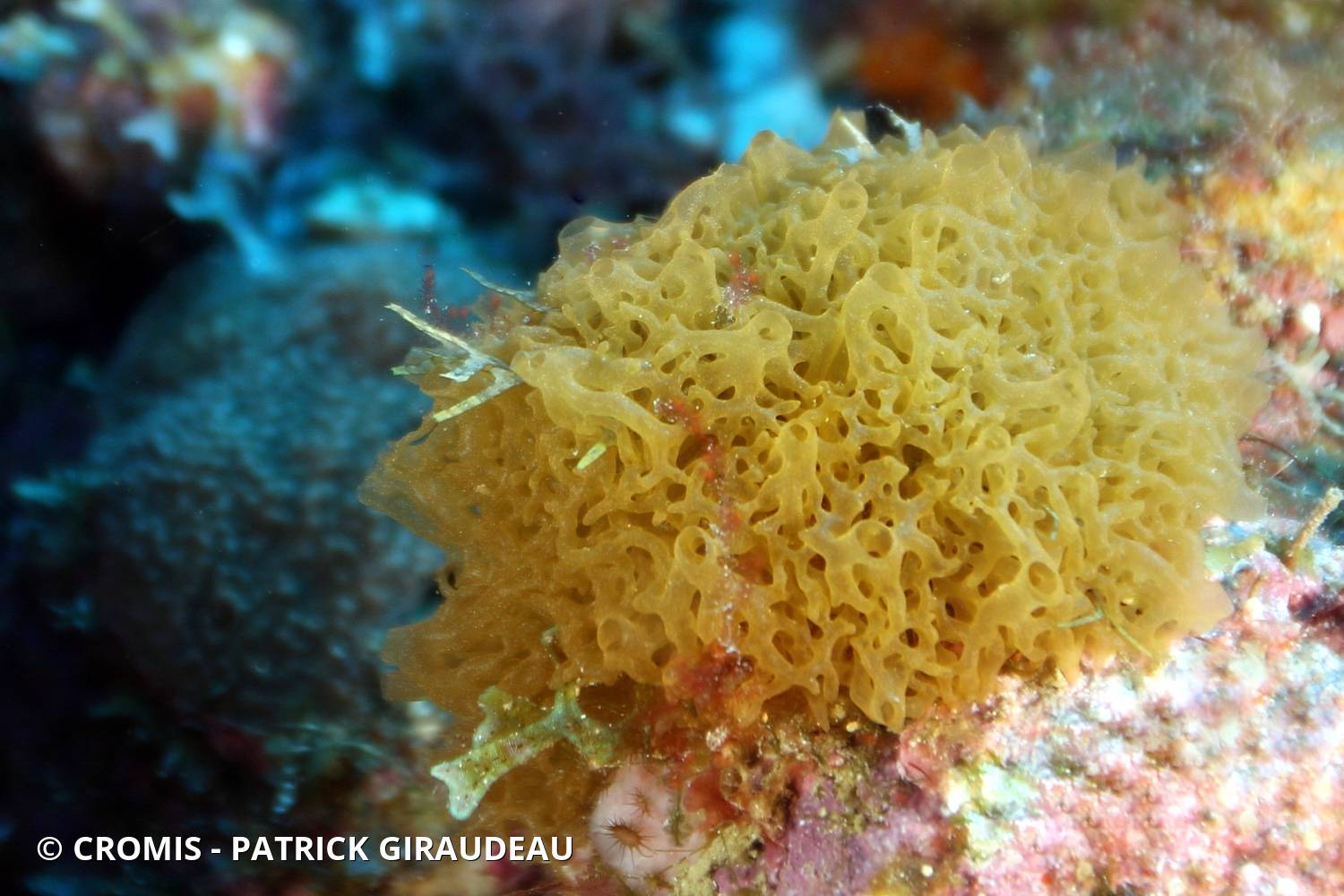 Clathrine jaune des Caraïbes