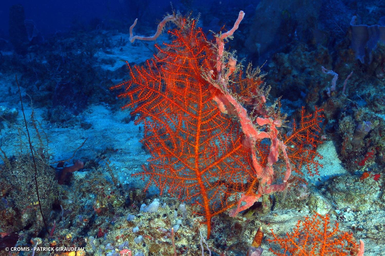 Gorgone éventail orange des profondeurs