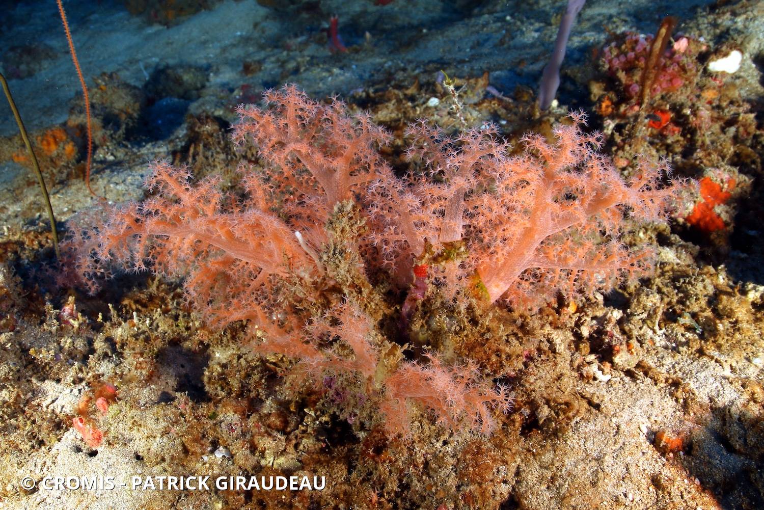Alcyonaire pastel