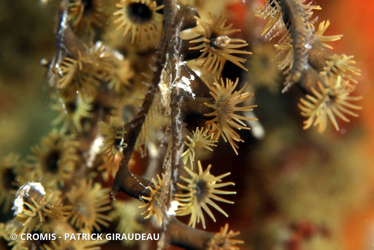 Zoanthaires des Hydraires