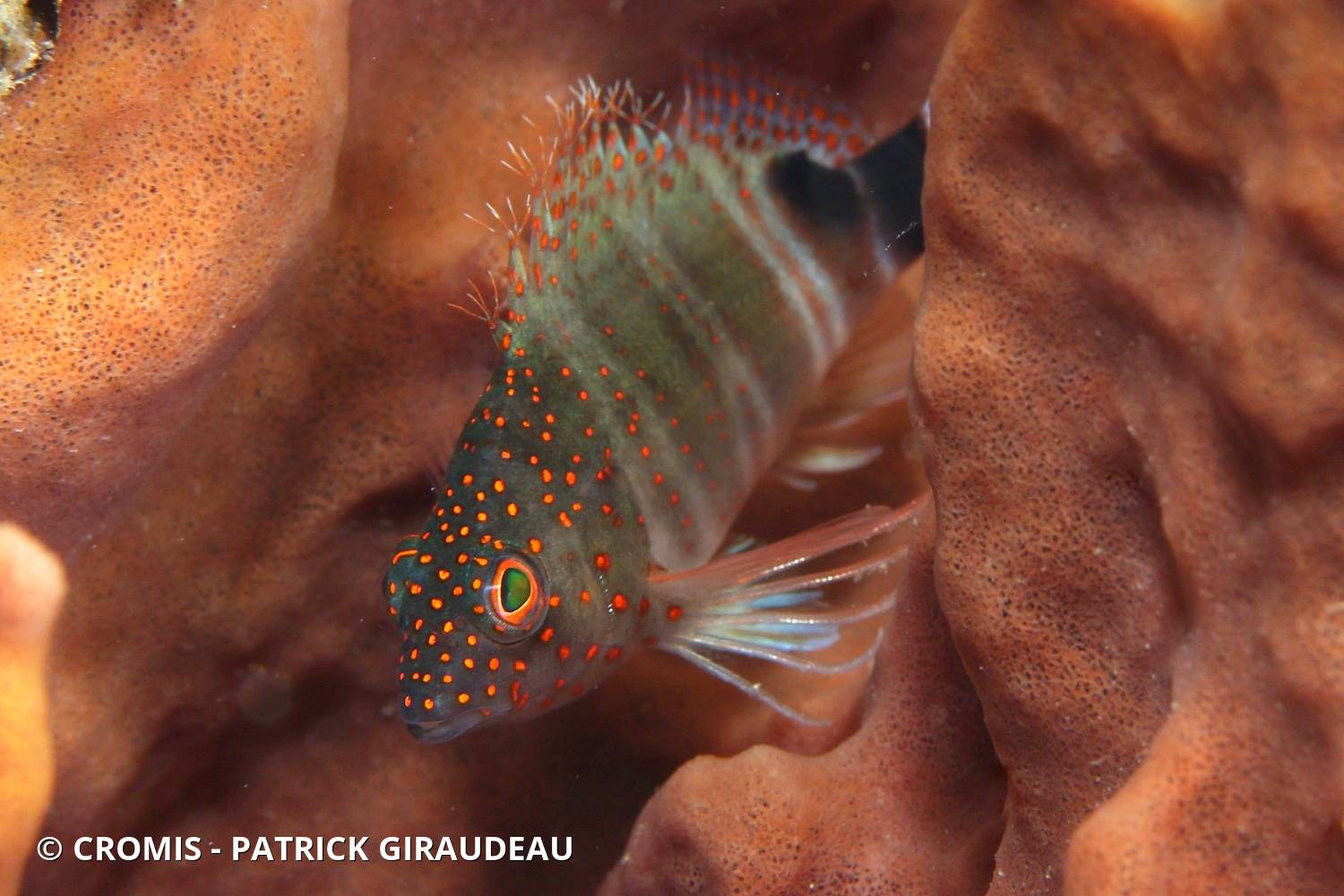 Grimpeur des Caraïbes