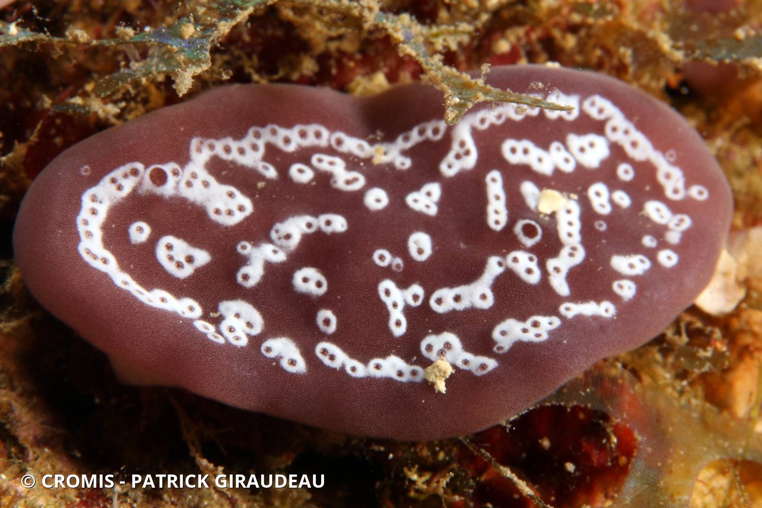 Trididemnum à cyanobactérie
