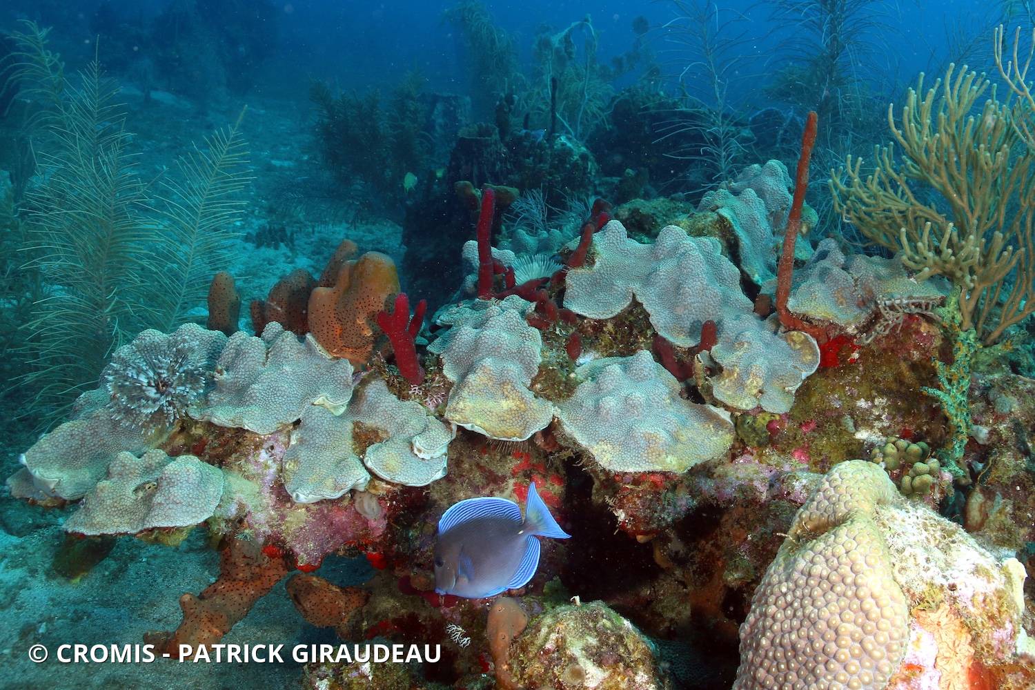Corail étoilé à bosses
