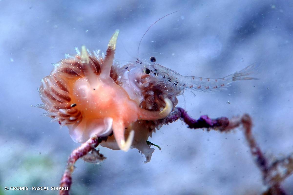 Faceline ponctuée