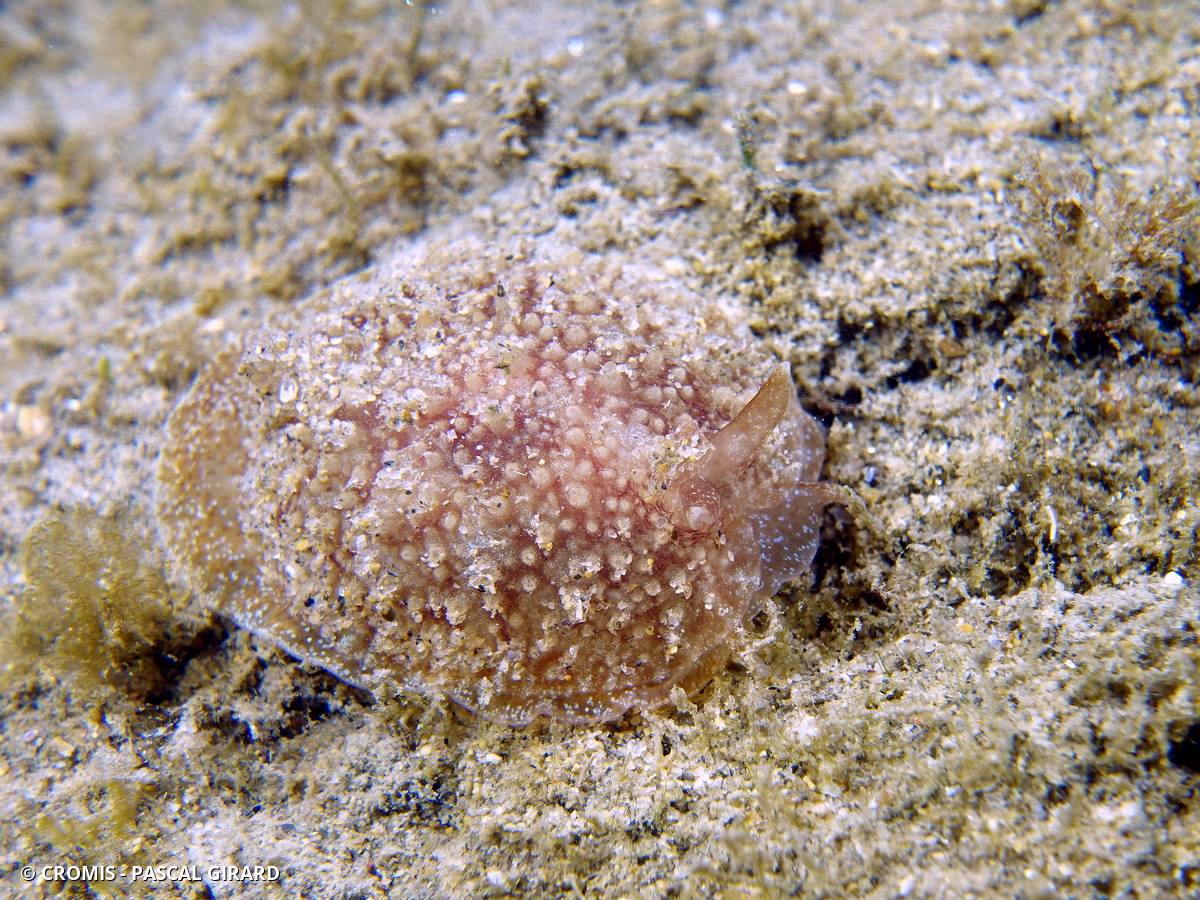 Pleurobranche membraneux