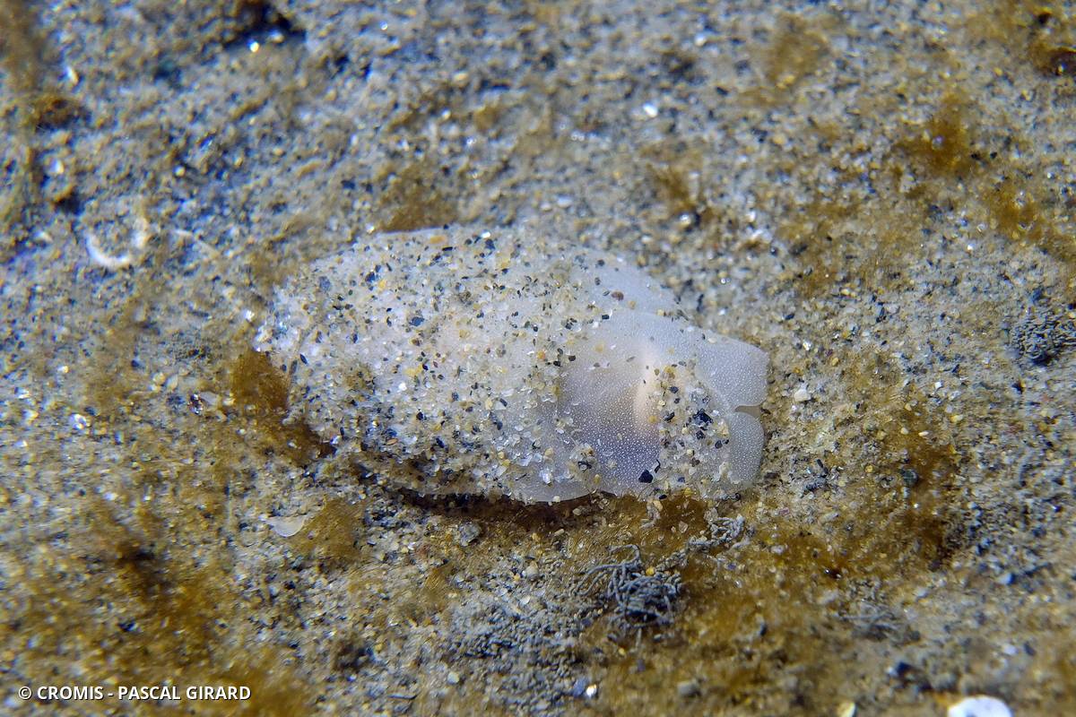Philine à quatre lobes